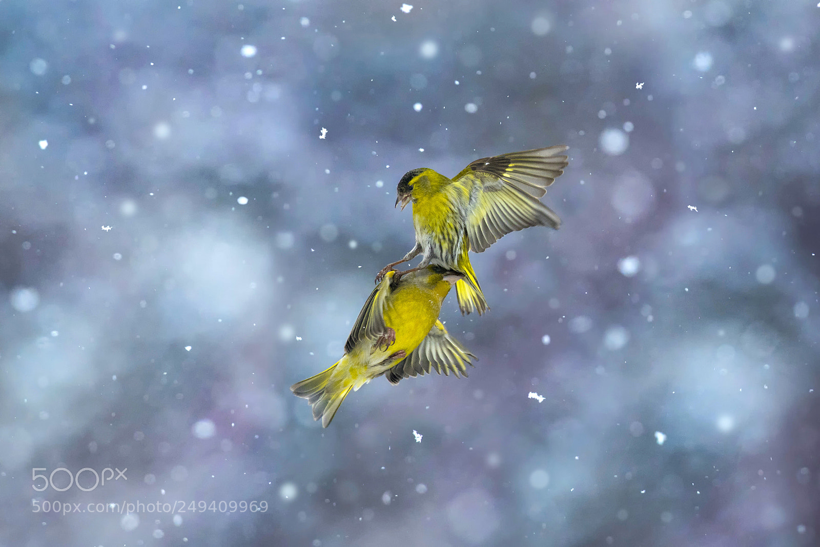 Canon EOS 7D Mark II sample photo. Fight in the snow photography