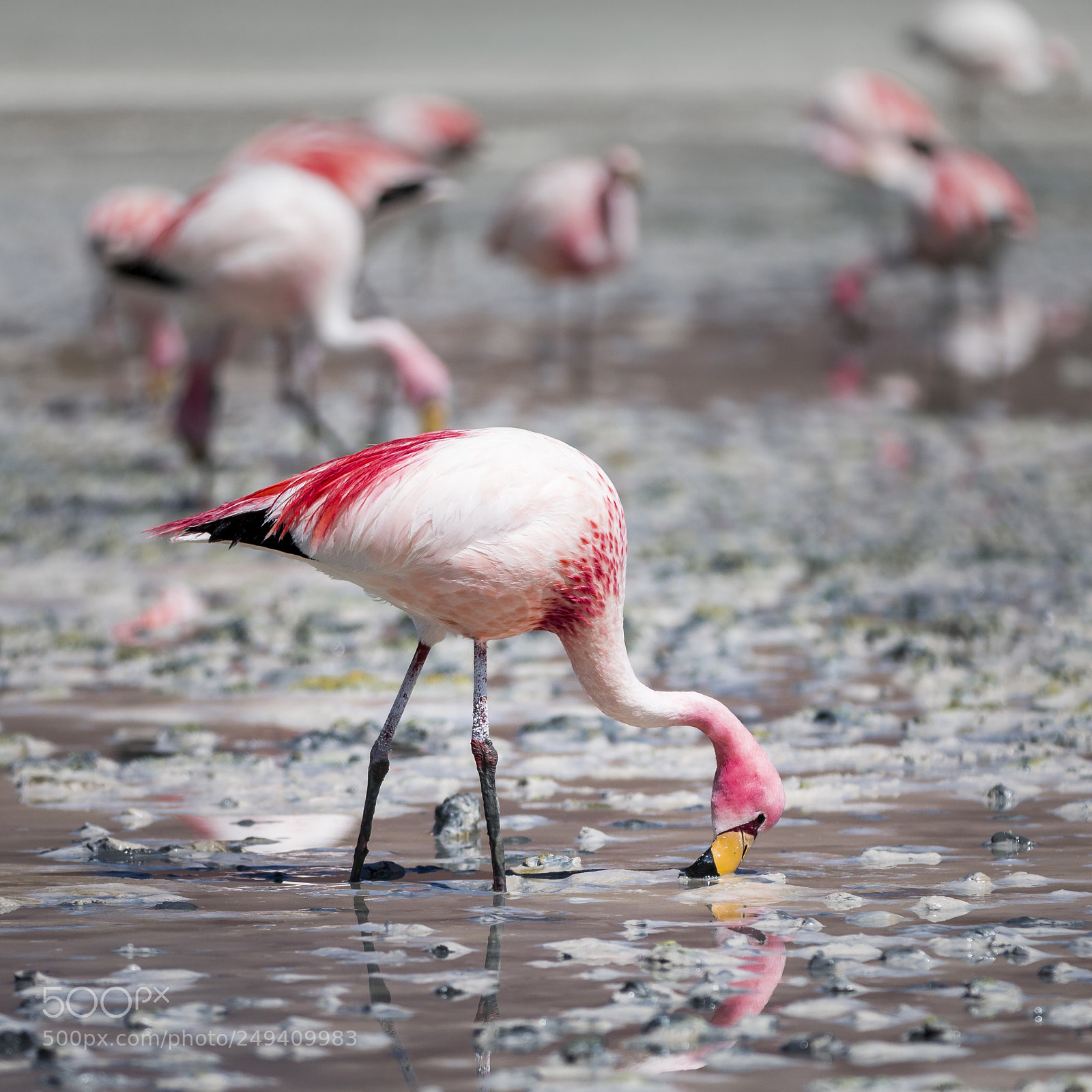 Canon EOS 70D sample photo. Jamesflamingo (phoenicoparrus jamesi) photography