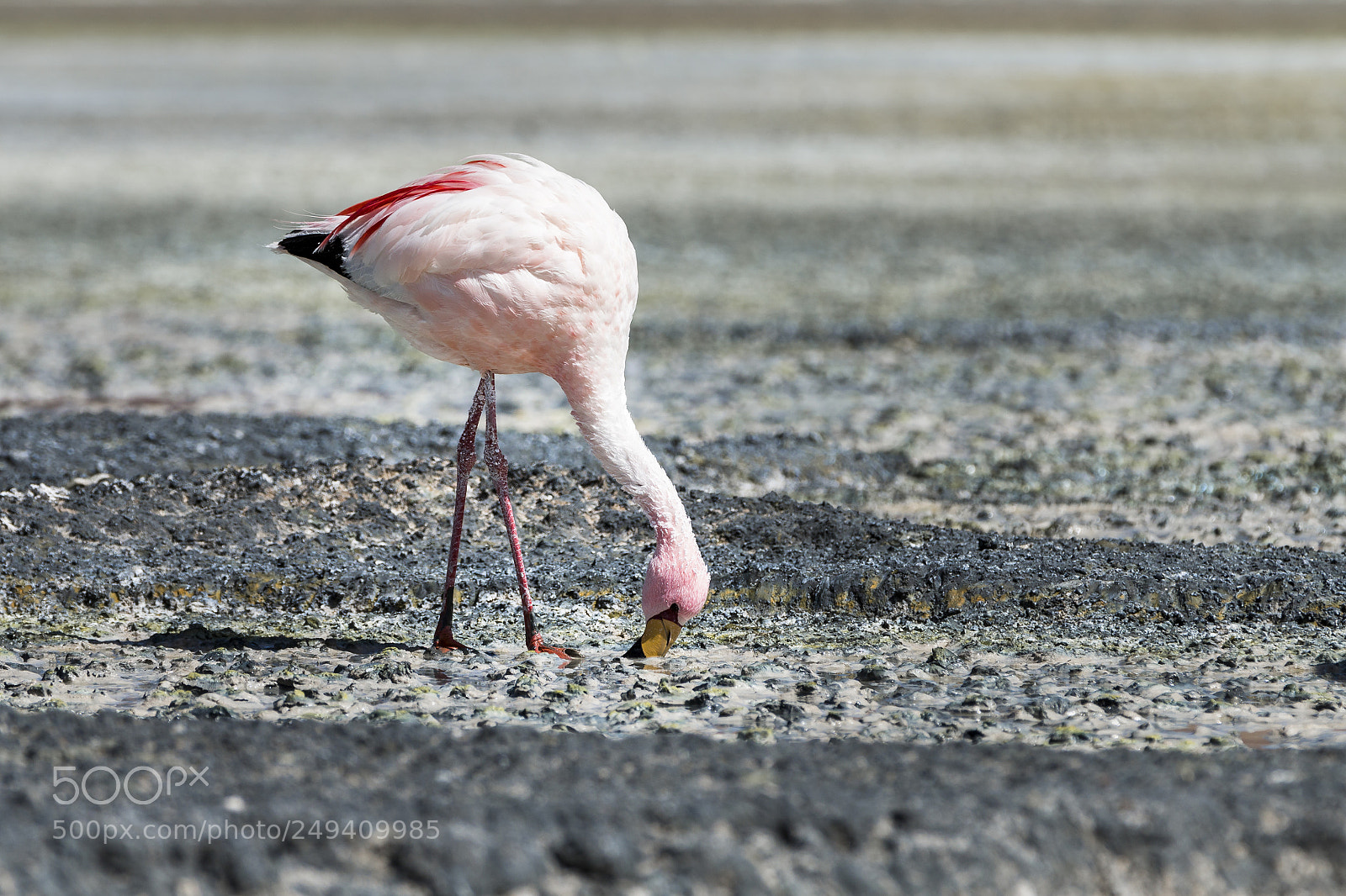 Canon EOS 70D sample photo. Andenflamingo (phoenicoparrus andinus) photography
