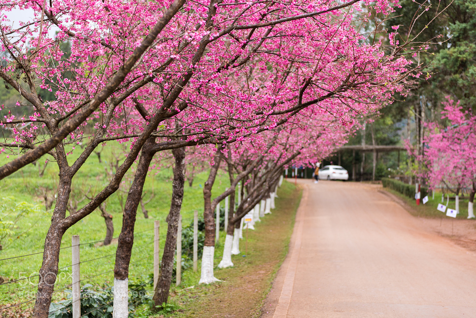 Nikon D810 sample photo. Beautiful cherry blossom photography