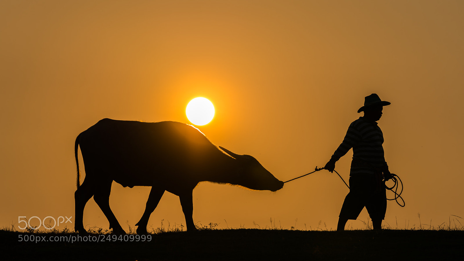 Sony a7R III sample photo. Buffalo walking follow holder photography