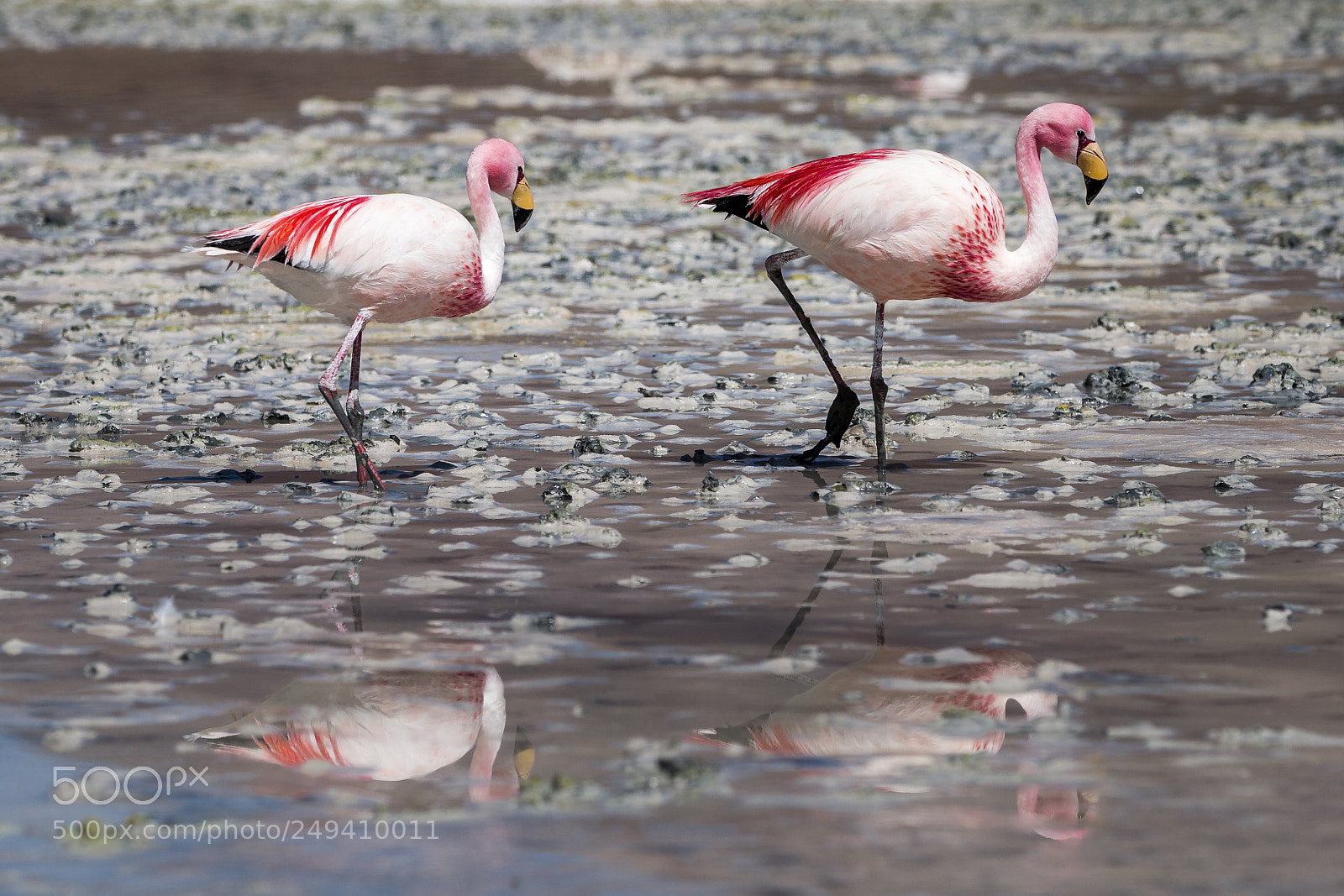 Canon EOS 70D sample photo. Jamesflamingos (phoenicoparrus jamesi) photography