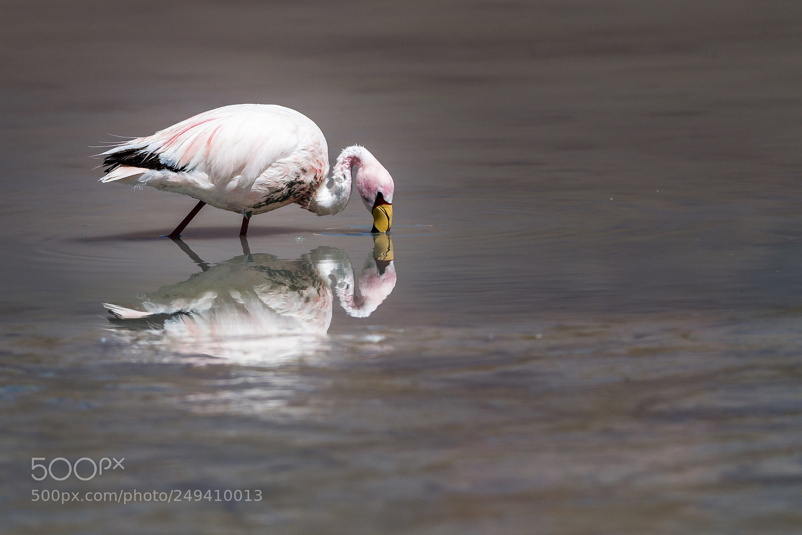 Canon EOS 70D sample photo. Andenflamingo (phoenicoparrus andinus) photography