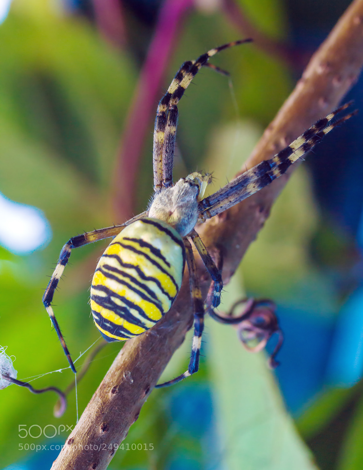 Canon EOS 60D sample photo. The yellow striped venomous photography