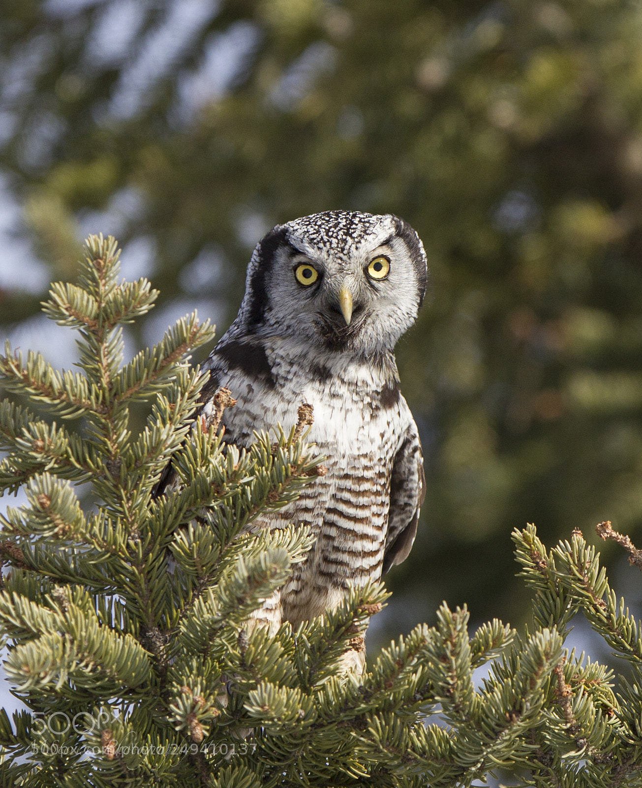 Canon EOS-1D Mark IV sample photo. Northern hawk owl photography