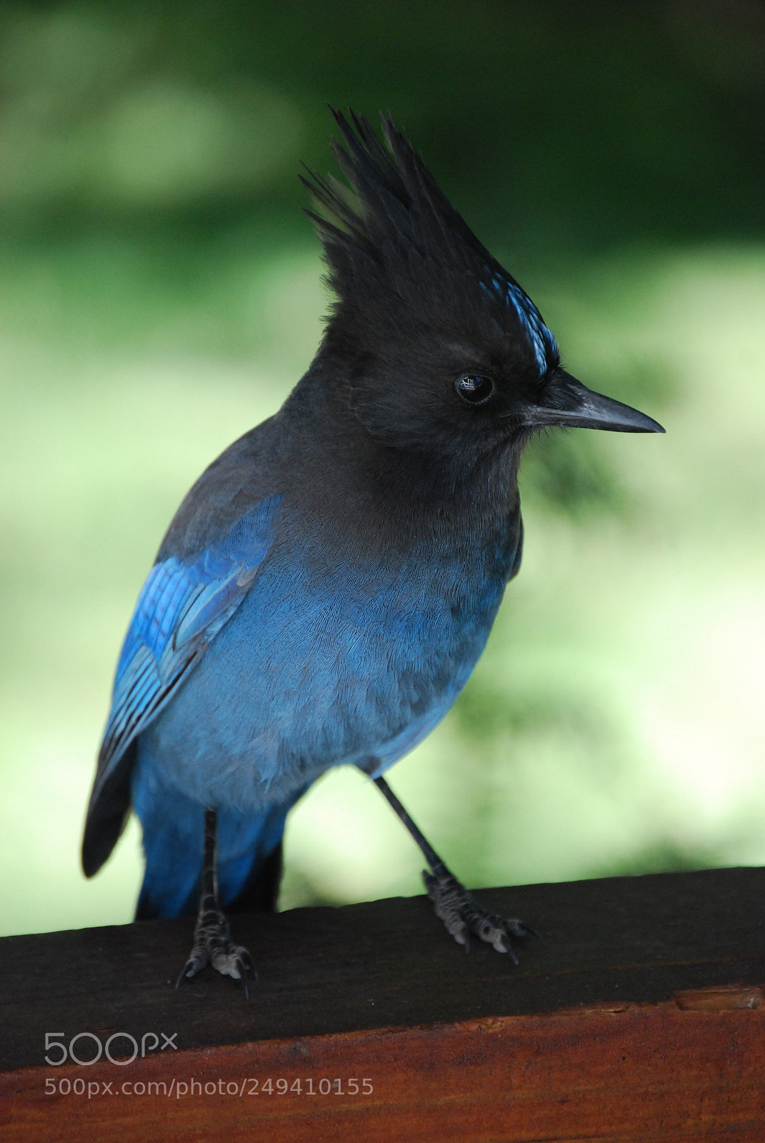 Nikon D40X sample photo. Blue jay photography