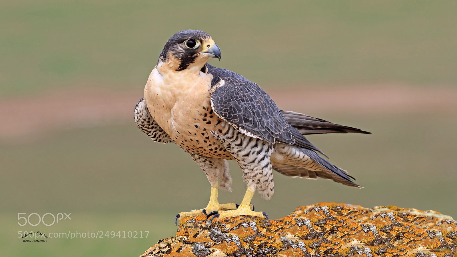 Canon EOS 7D Mark II sample photo. Peregrine falcon. photography