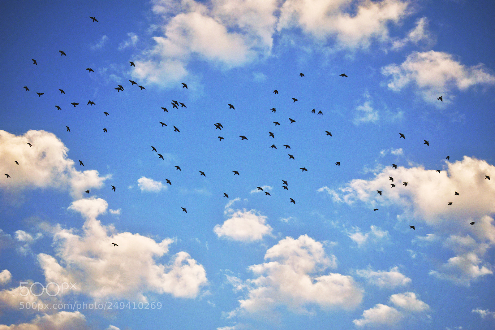 Nikon D3300 sample photo. Fly high. photography