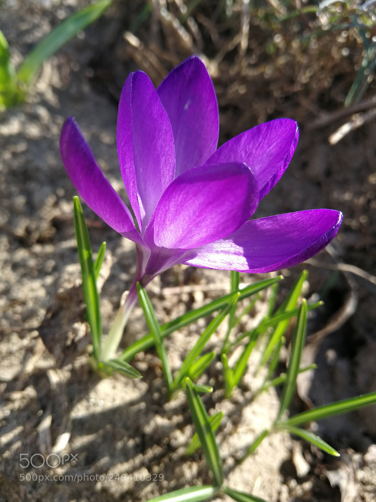 HUAWEI P10 sample photo. Untitled photography