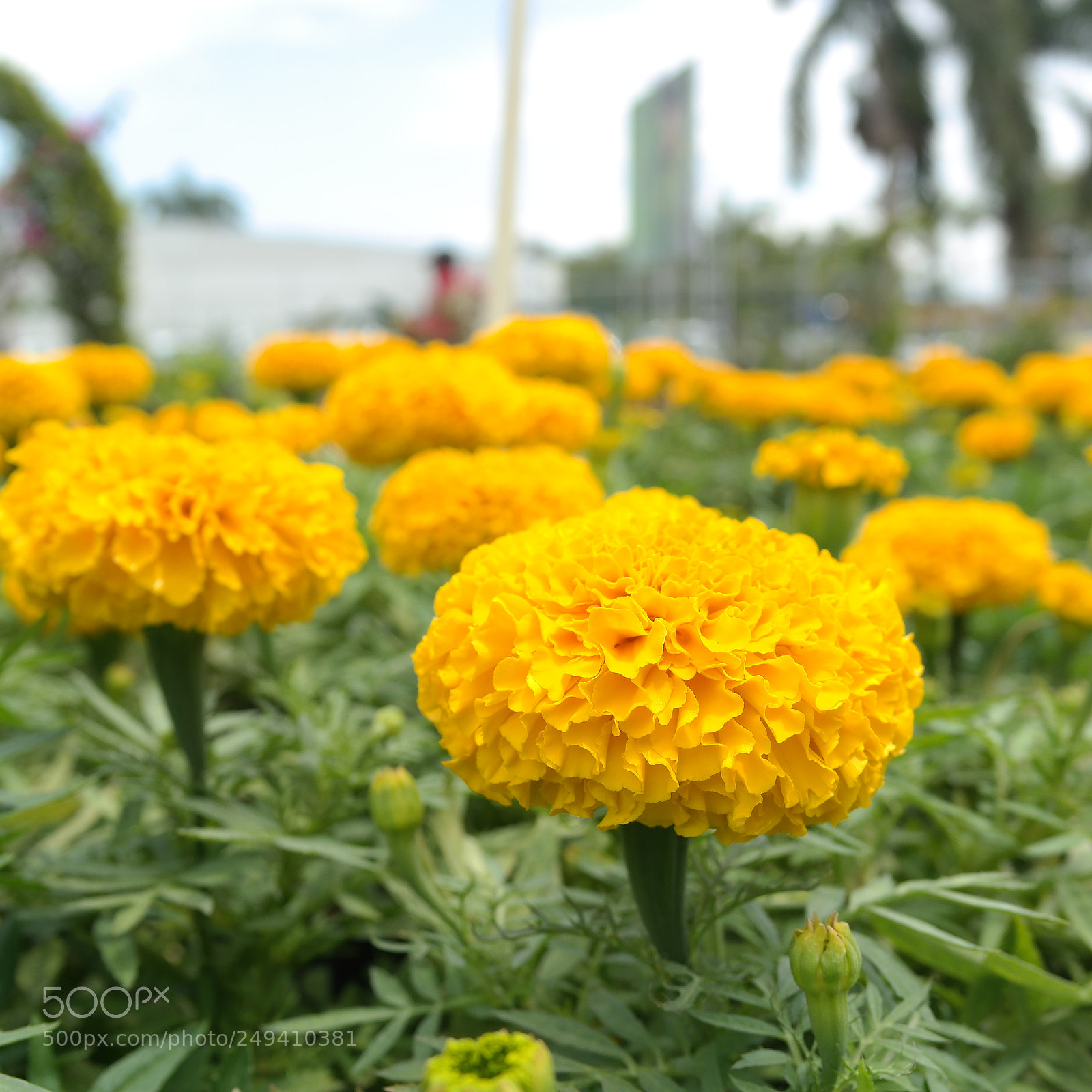Samsung NX2000 sample photo. Marigolds flower photography