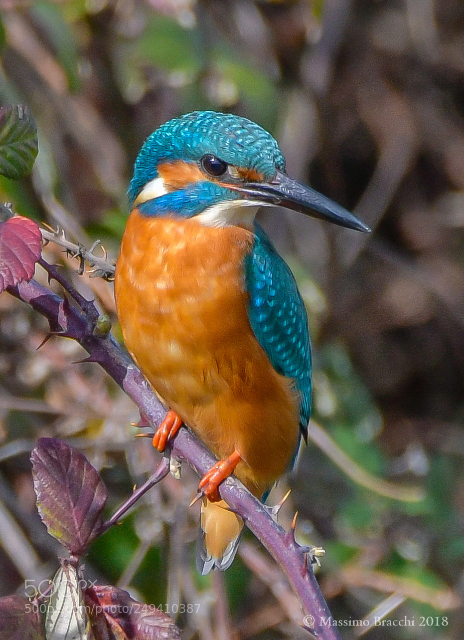 Nikon D500 sample photo. Common kingfisher photography
