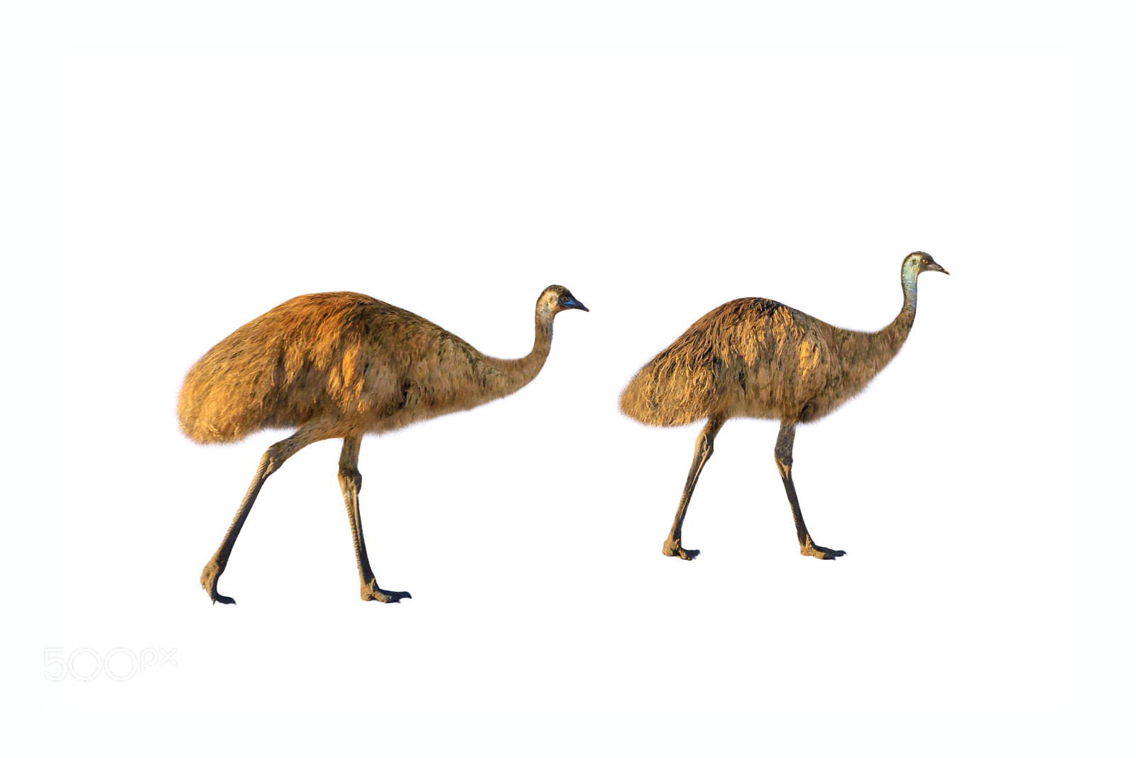 Canon EOS 5D Mark IV sample photo. Two emu isolated photography