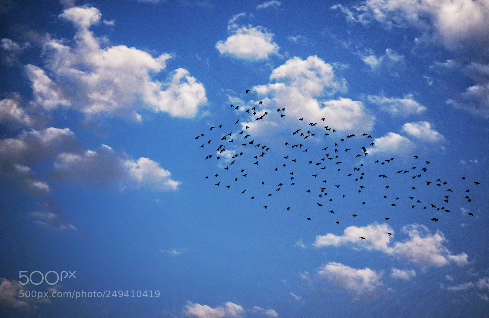 Nikon D3300 sample photo. Fly. photography