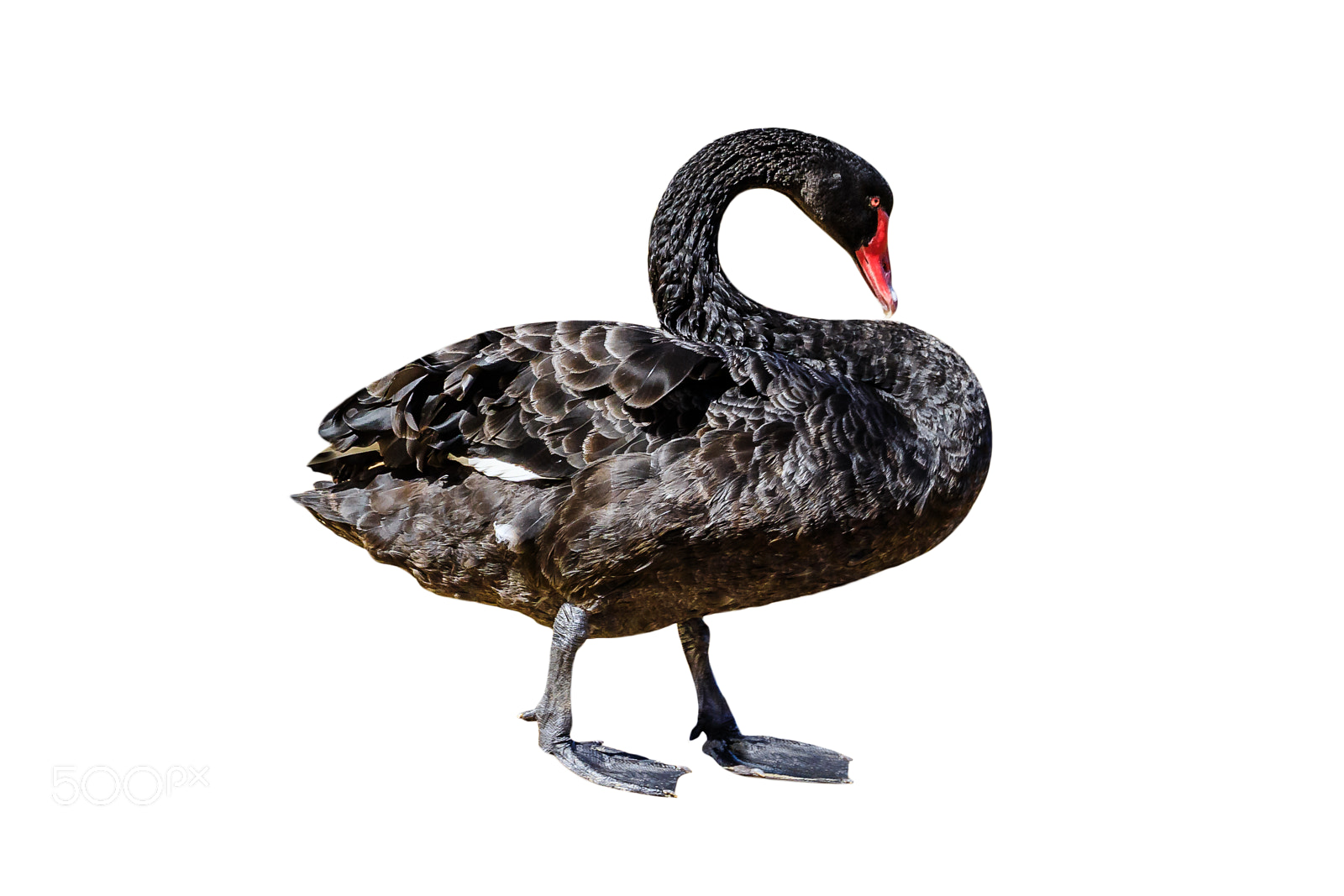 Canon EOS 5D Mark IV sample photo. Black swan isolated photography