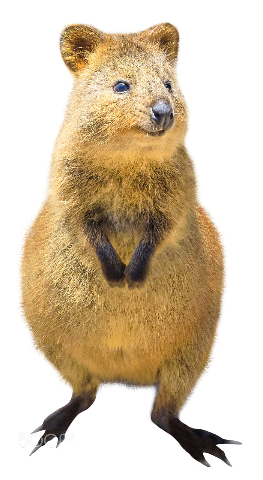 Canon EOS 5D Mark IV sample photo. Quokka isolated on white photography