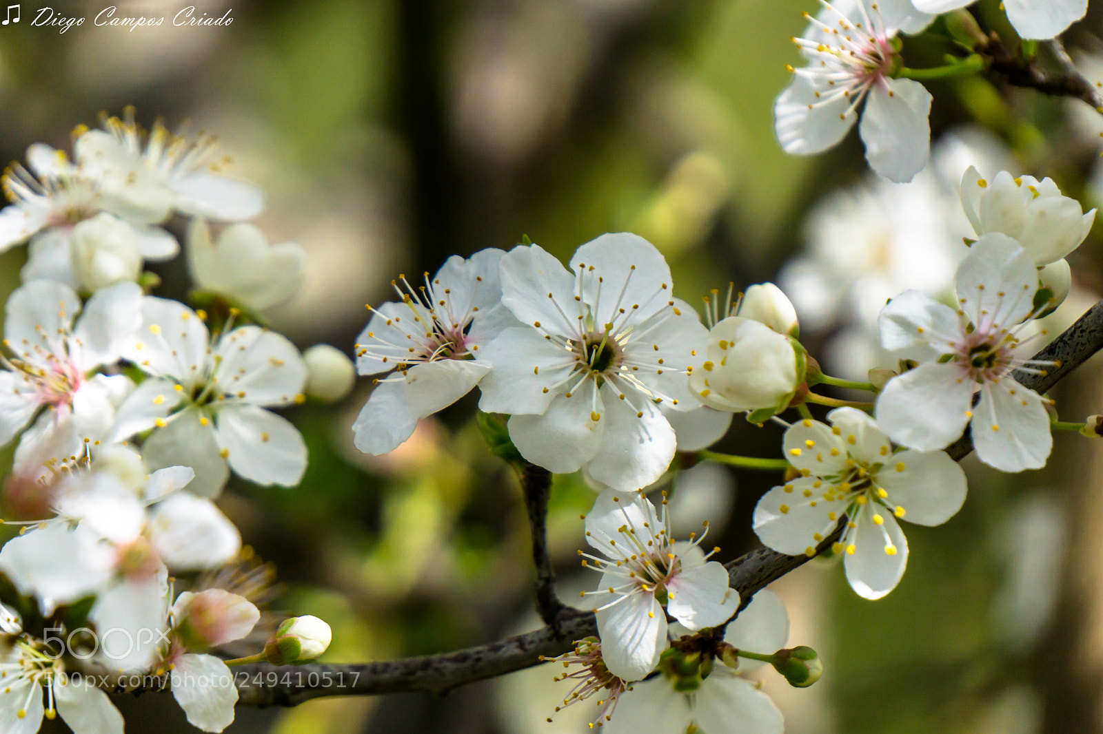Sony a6000 sample photo. Blanco primaveral photography