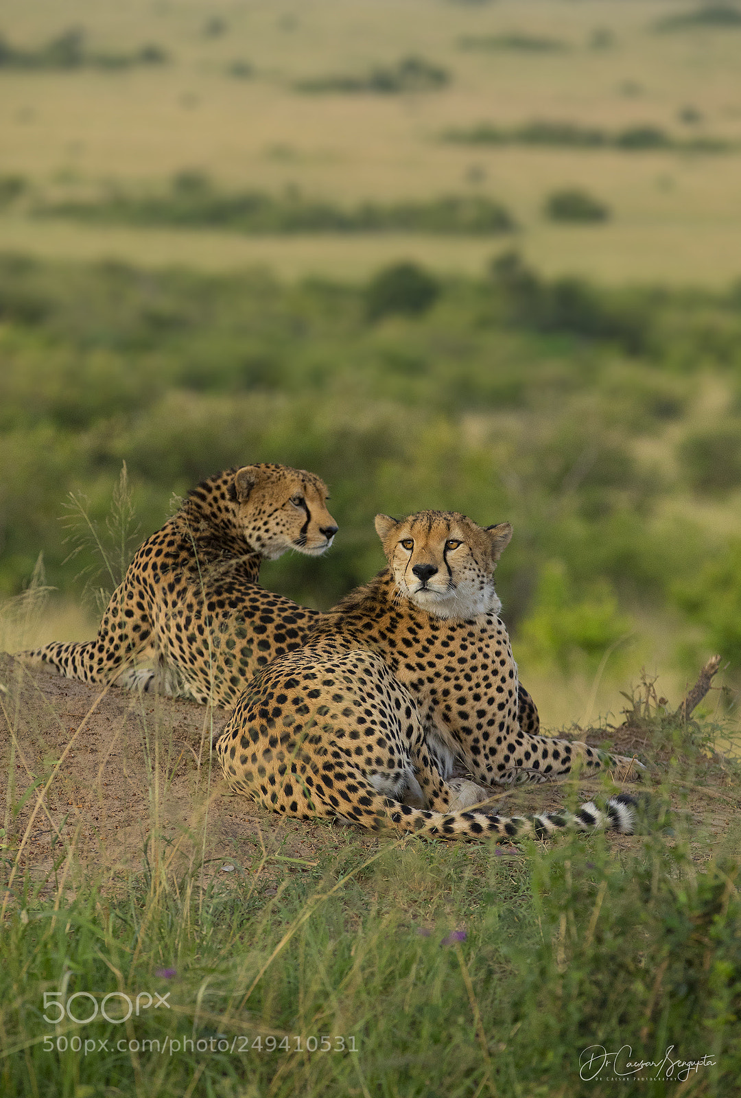 Canon EOS 5D Mark IV sample photo. Cheetah pair photography
