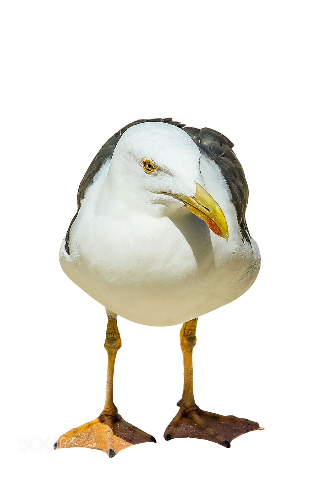 Canon EOS 550D (EOS Rebel T2i / EOS Kiss X4) sample photo. European herring gull photography