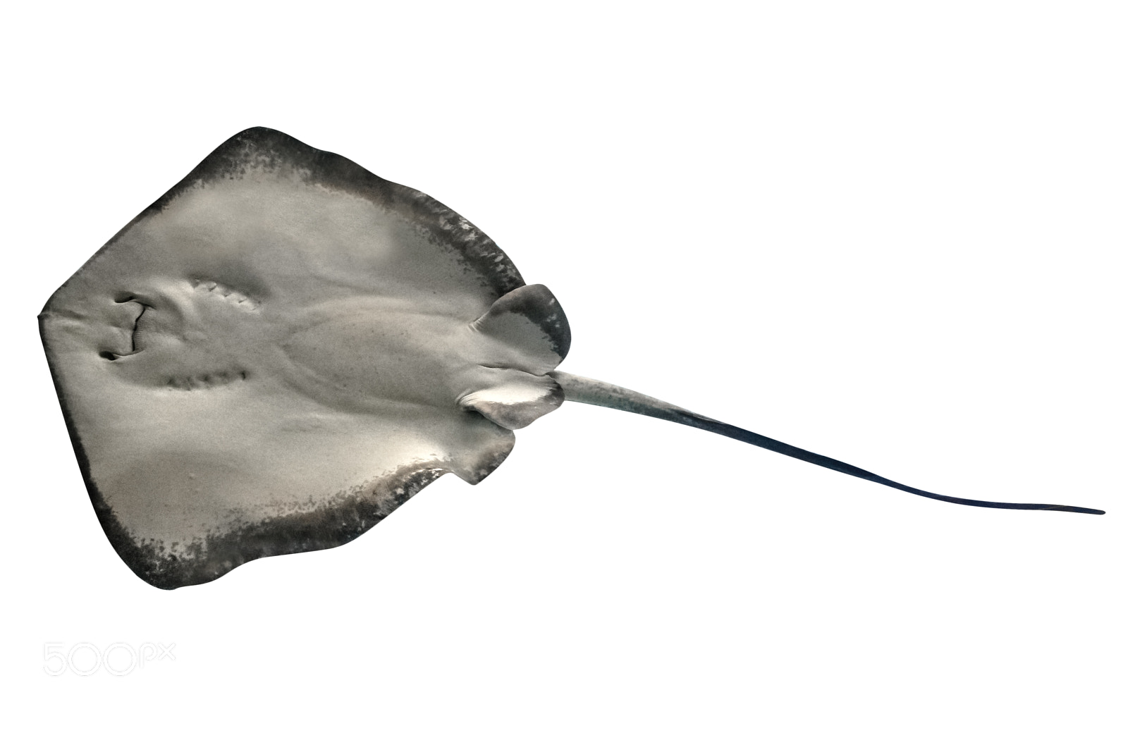 Canon EOS 5D Mark IV sample photo. Sting ray isolated photography