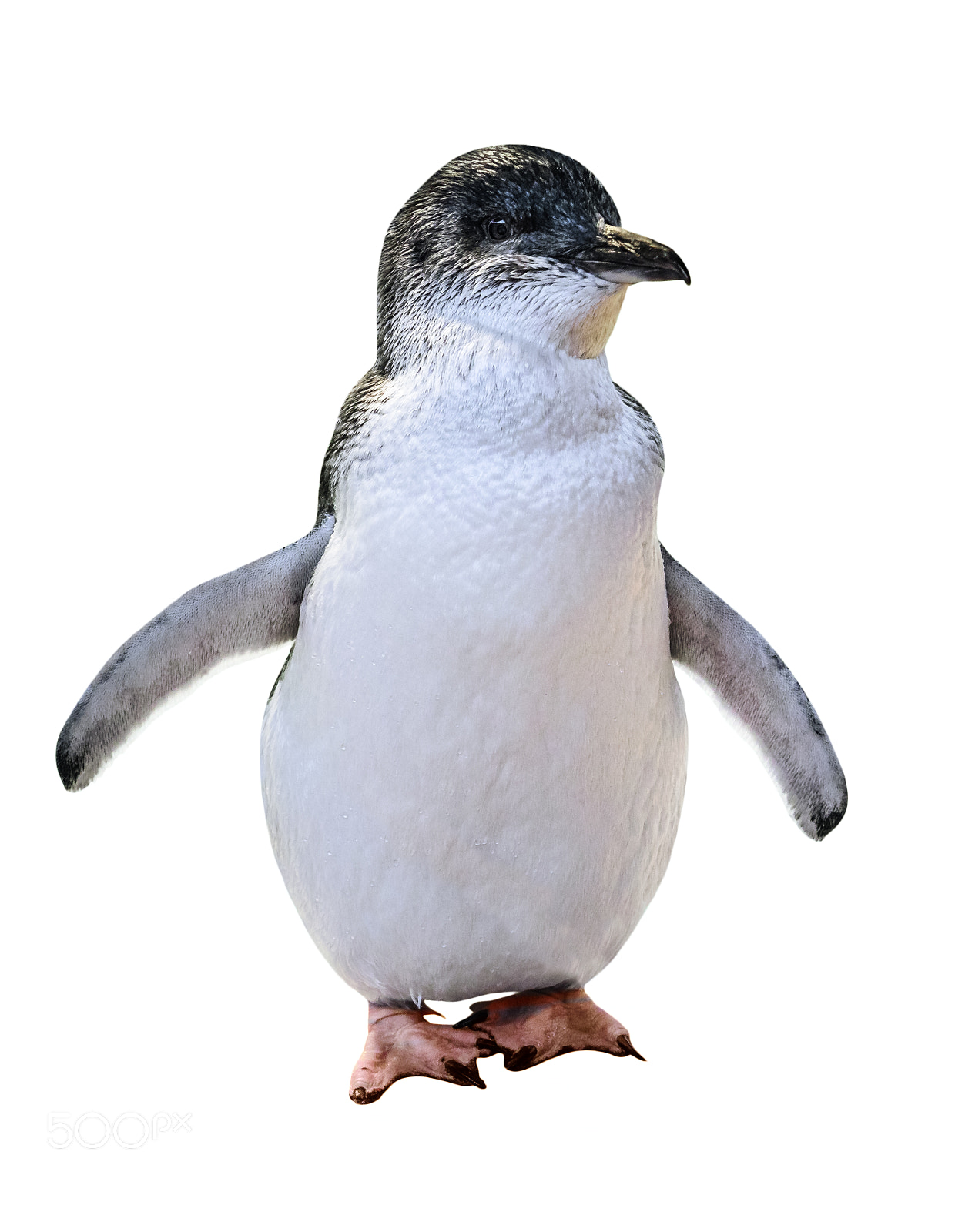Canon EOS 5D Mark IV sample photo. Little australian penguin photography