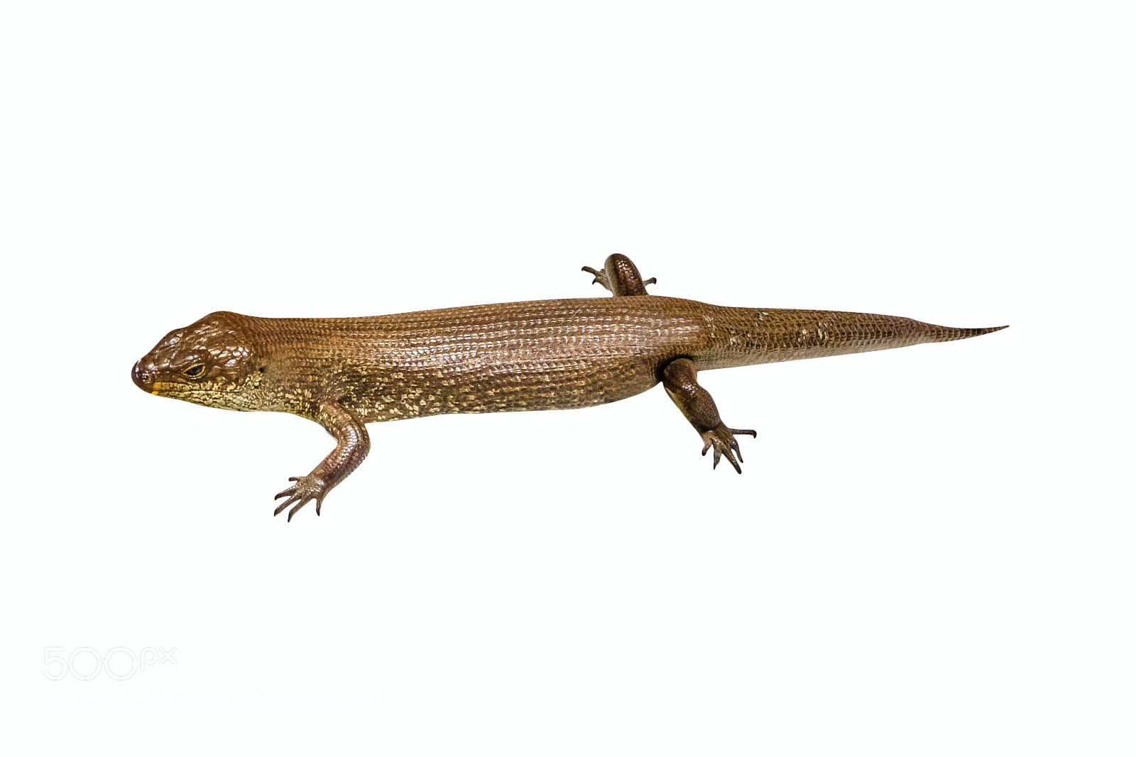 Canon EOS 5D Mark IV sample photo. King's skink lizard photography
