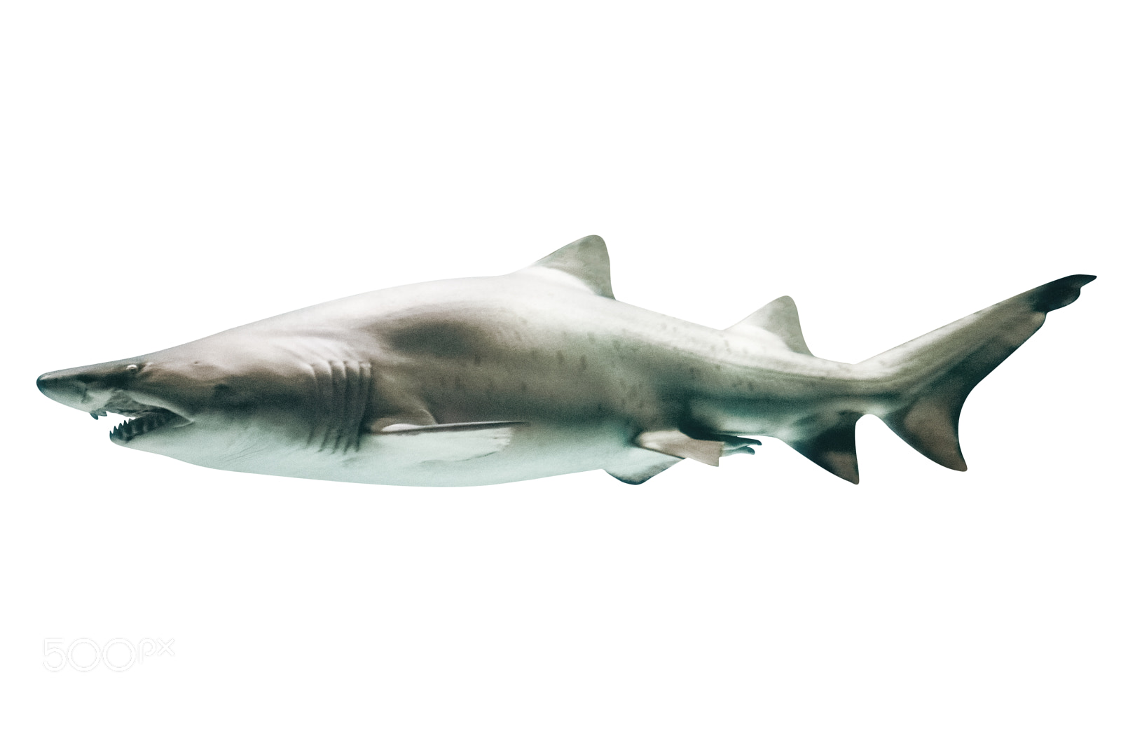 Canon EOS 5D Mark IV sample photo. Great white shark photography