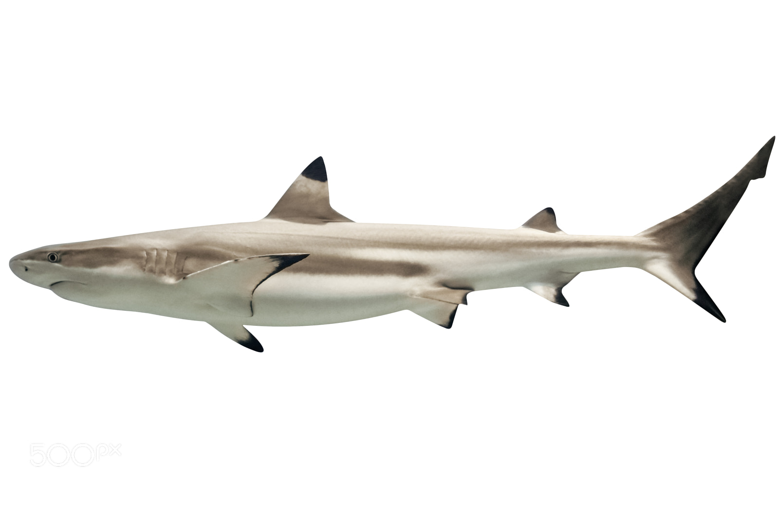 Canon EOS 5D Mark IV sample photo. Australian blacktip shark photography