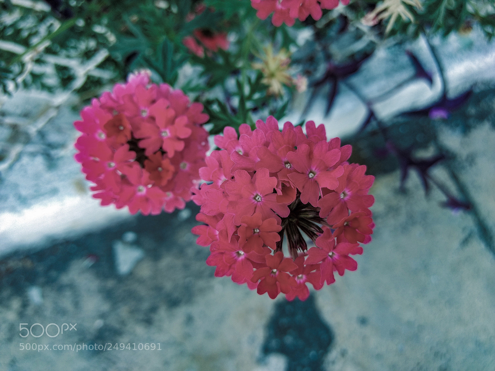 Motorola Moto G (4) sample photo. Flores frias photography