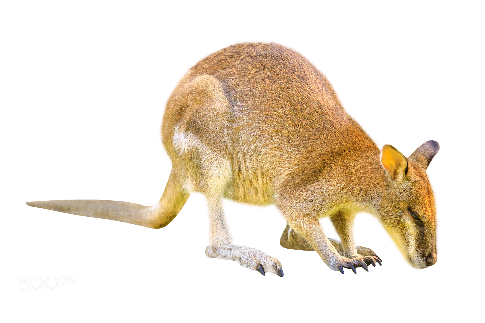 Canon EOS 5D Mark IV sample photo. Wallaby on white background photography
