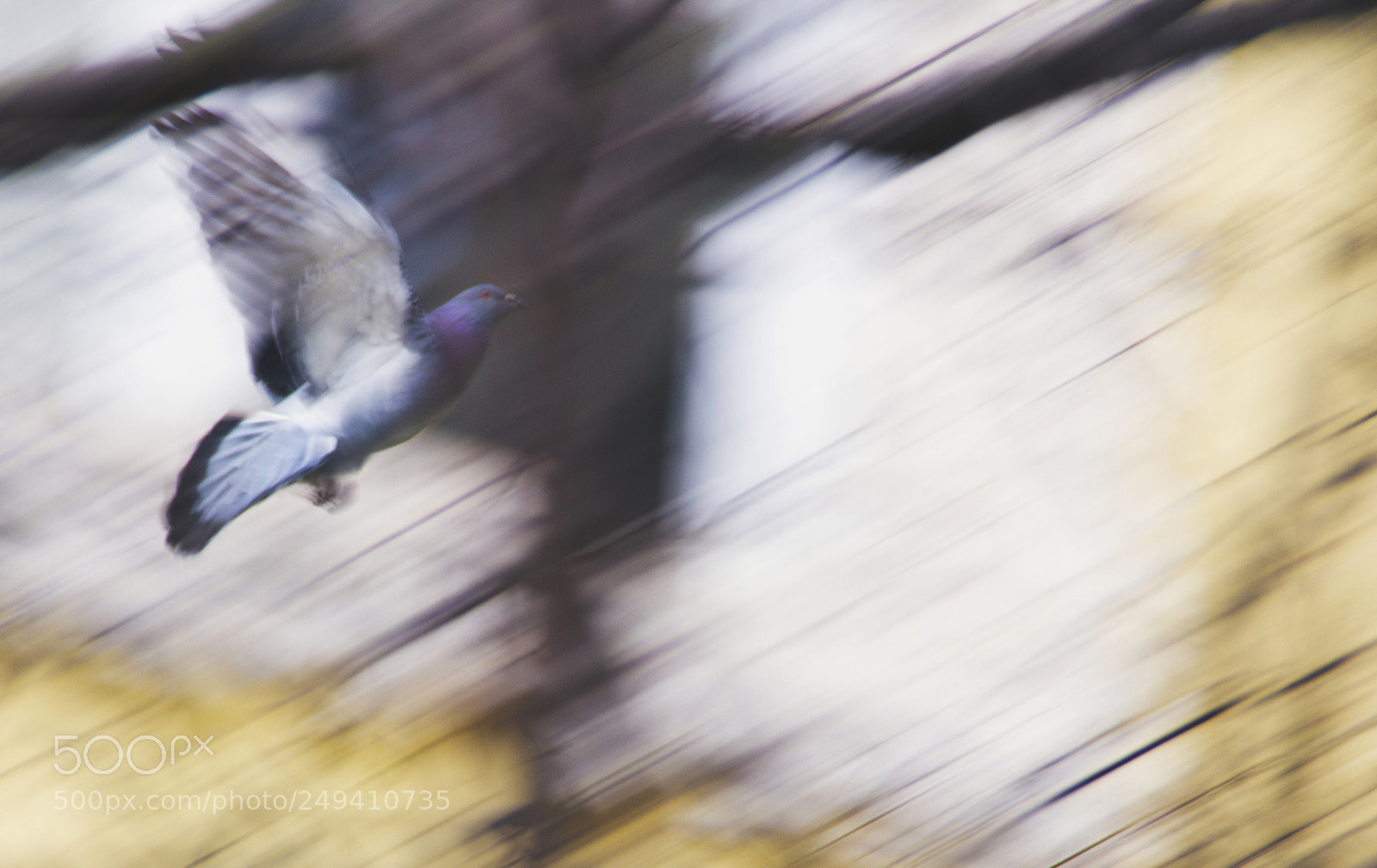 Canon EOS 60D sample photo. Pigeon photography