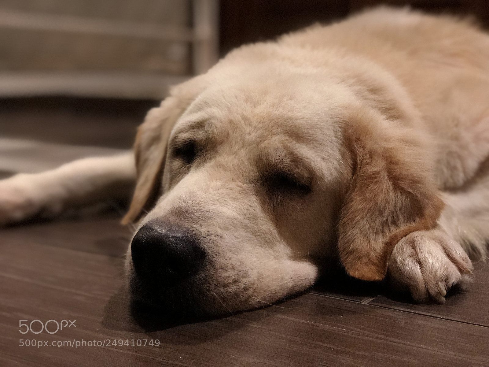 Apple iPhone X sample photo. A lazy life photography