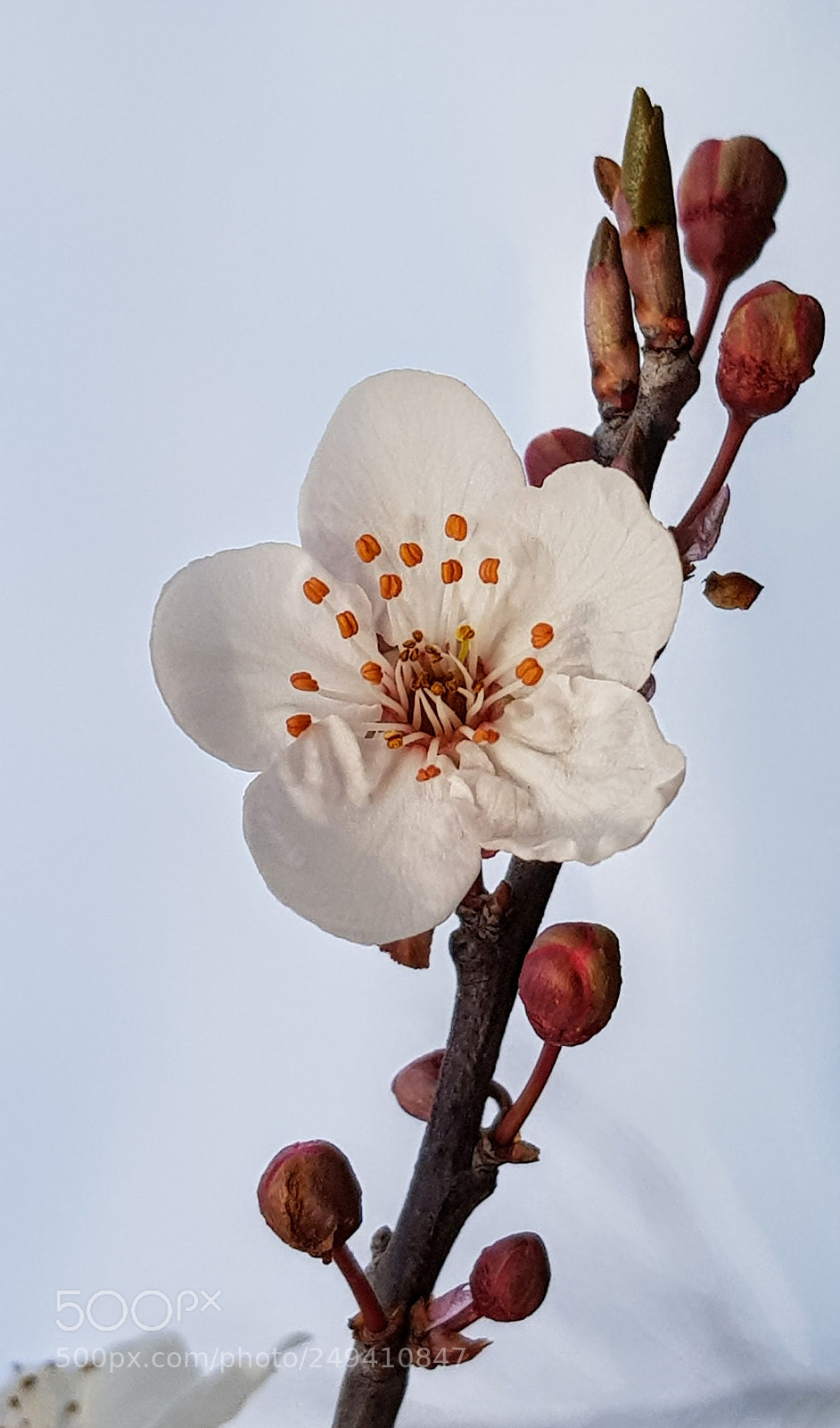 Samsung Galaxy S8+ sample photo. Untitled photography