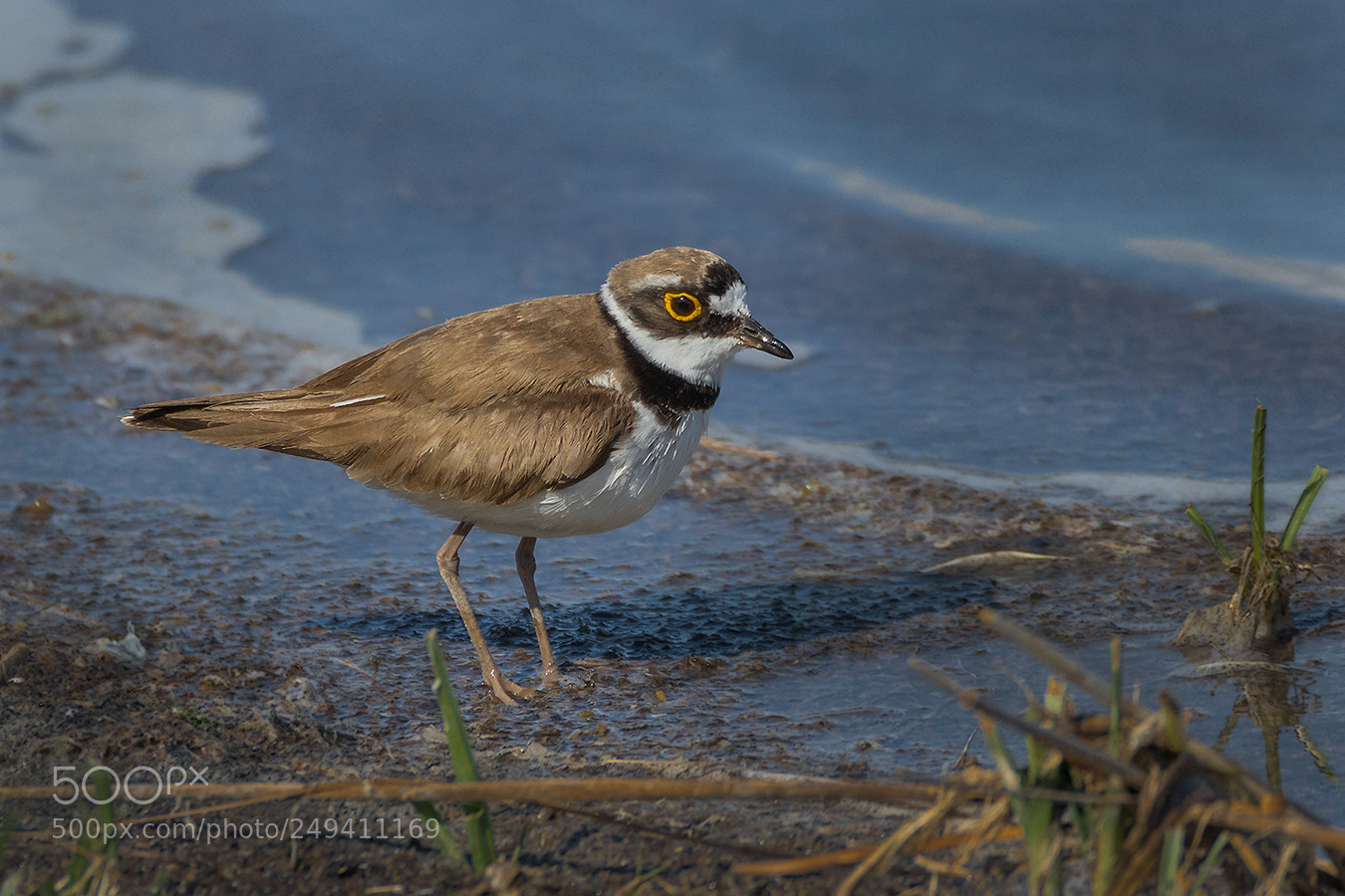 Canon EOS 7D Mark II sample photo. Flussregenpfeifer (charadrius dubius) photography
