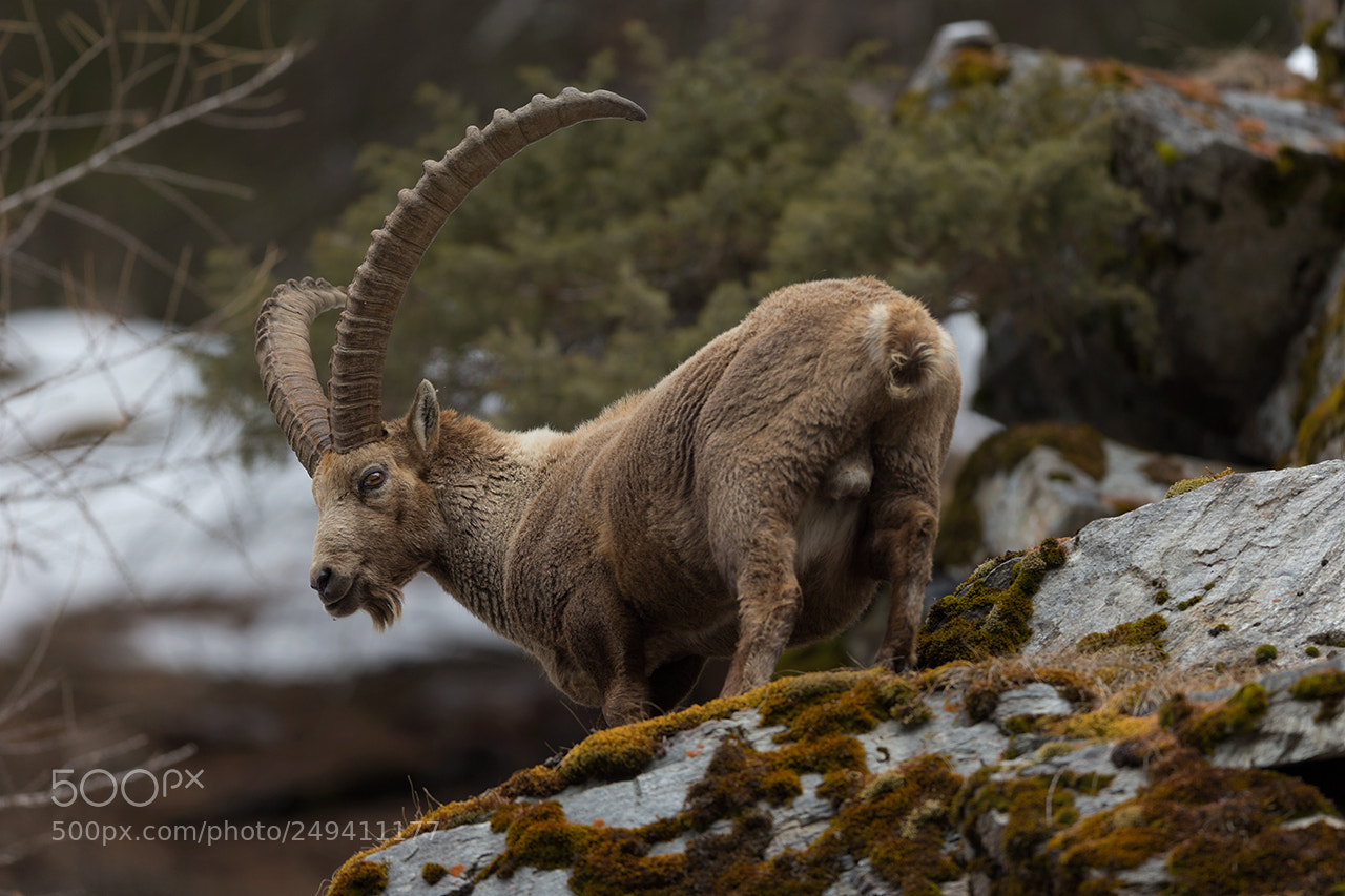 Canon EOS-1D X sample photo. Alpine ibex photography
