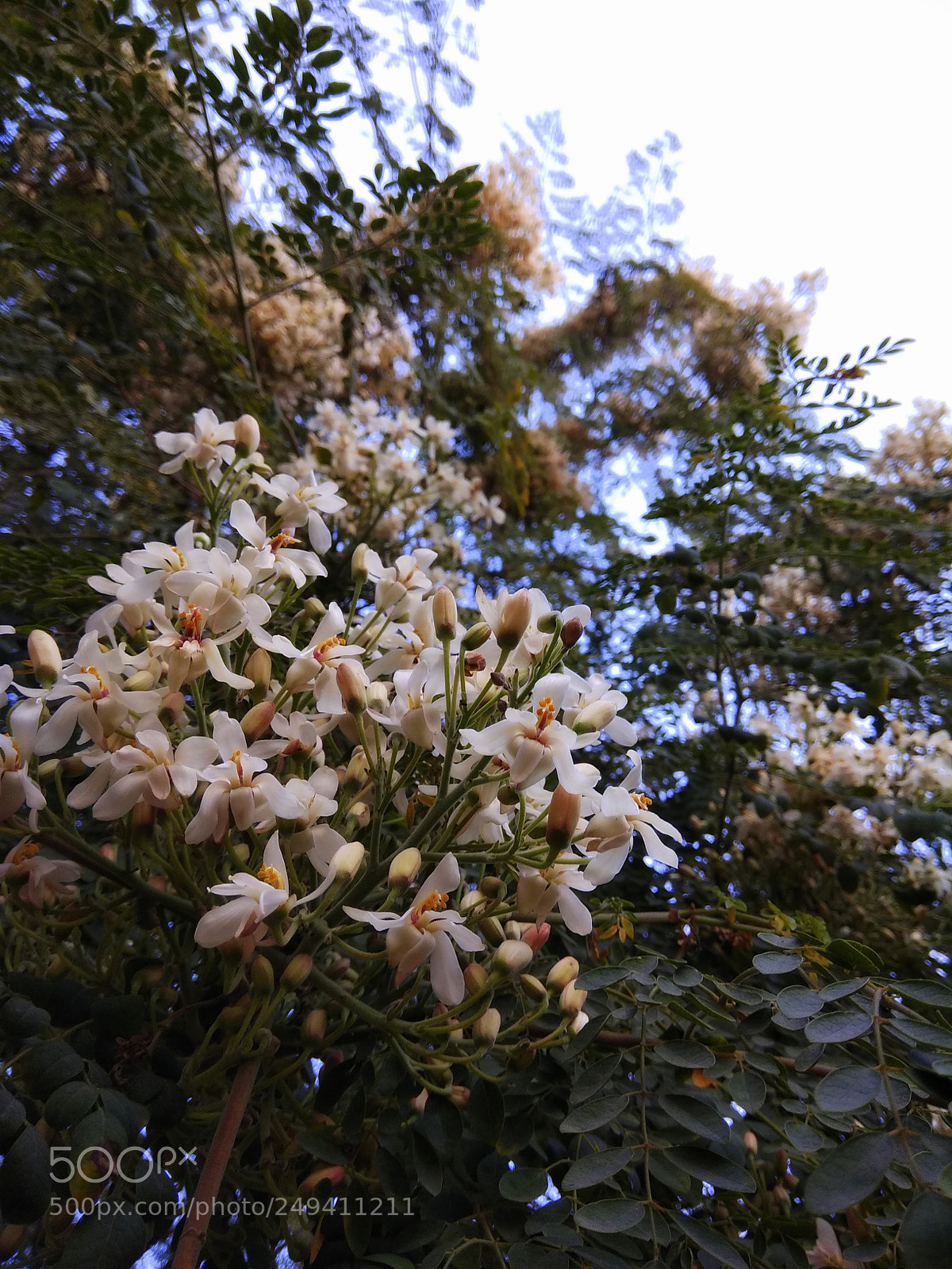 Xiaomi Redmi Note 4 sample photo. White flowers photography