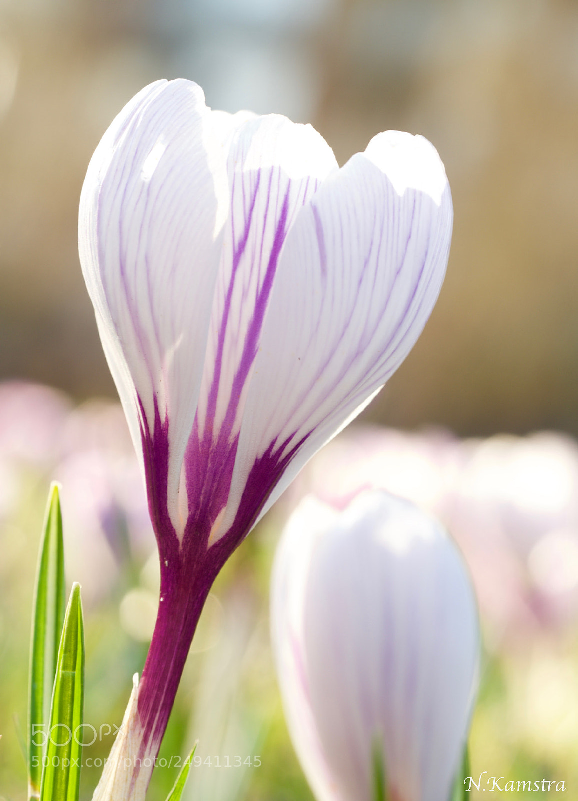 Olympus OM-D E-M10 II sample photo. Spring photography