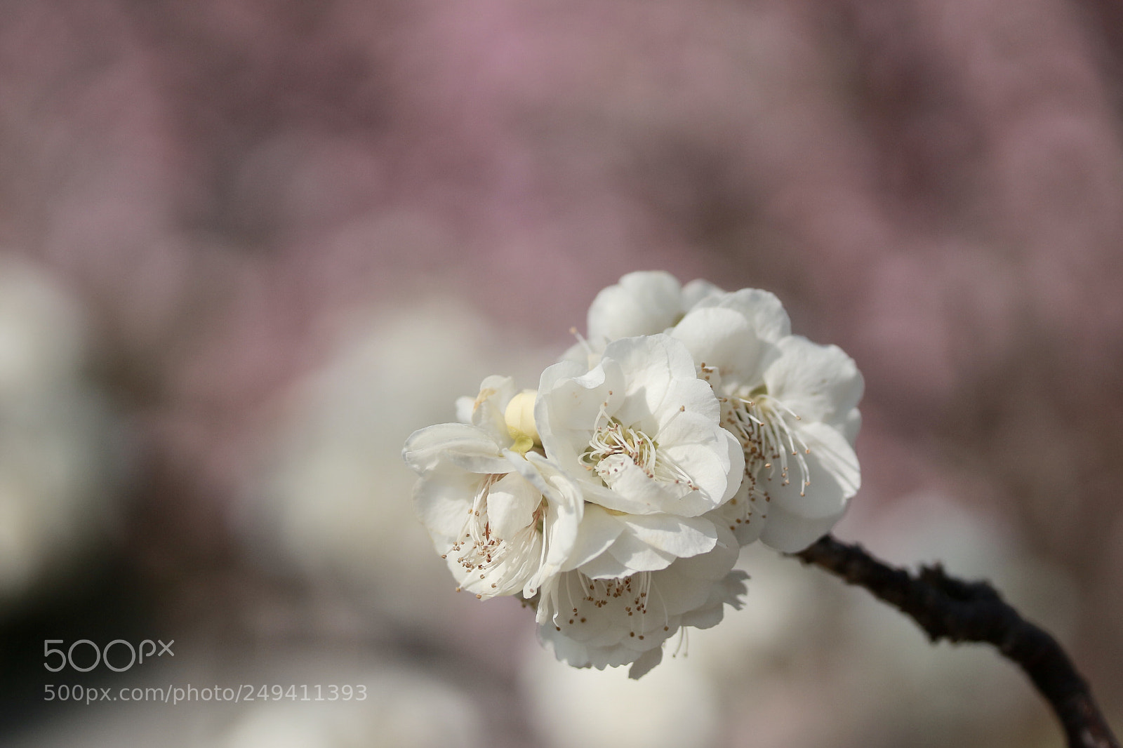 Canon EOS 100D (EOS Rebel SL1 / EOS Kiss X7) sample photo. Plum blossom photography