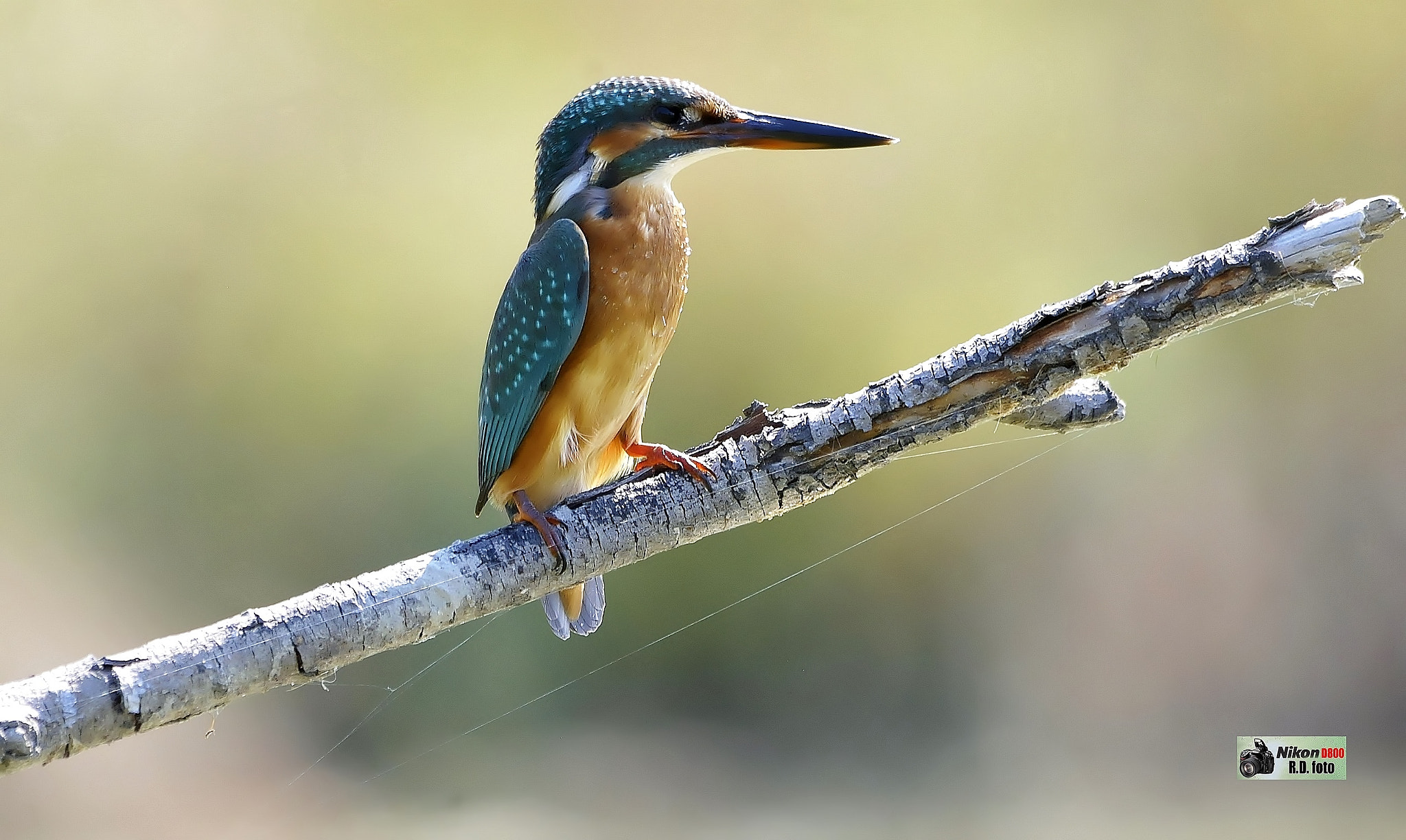 Sigma 150-500mm F5-6.3 DG OS HSM sample photo. Martin pescatore. photography