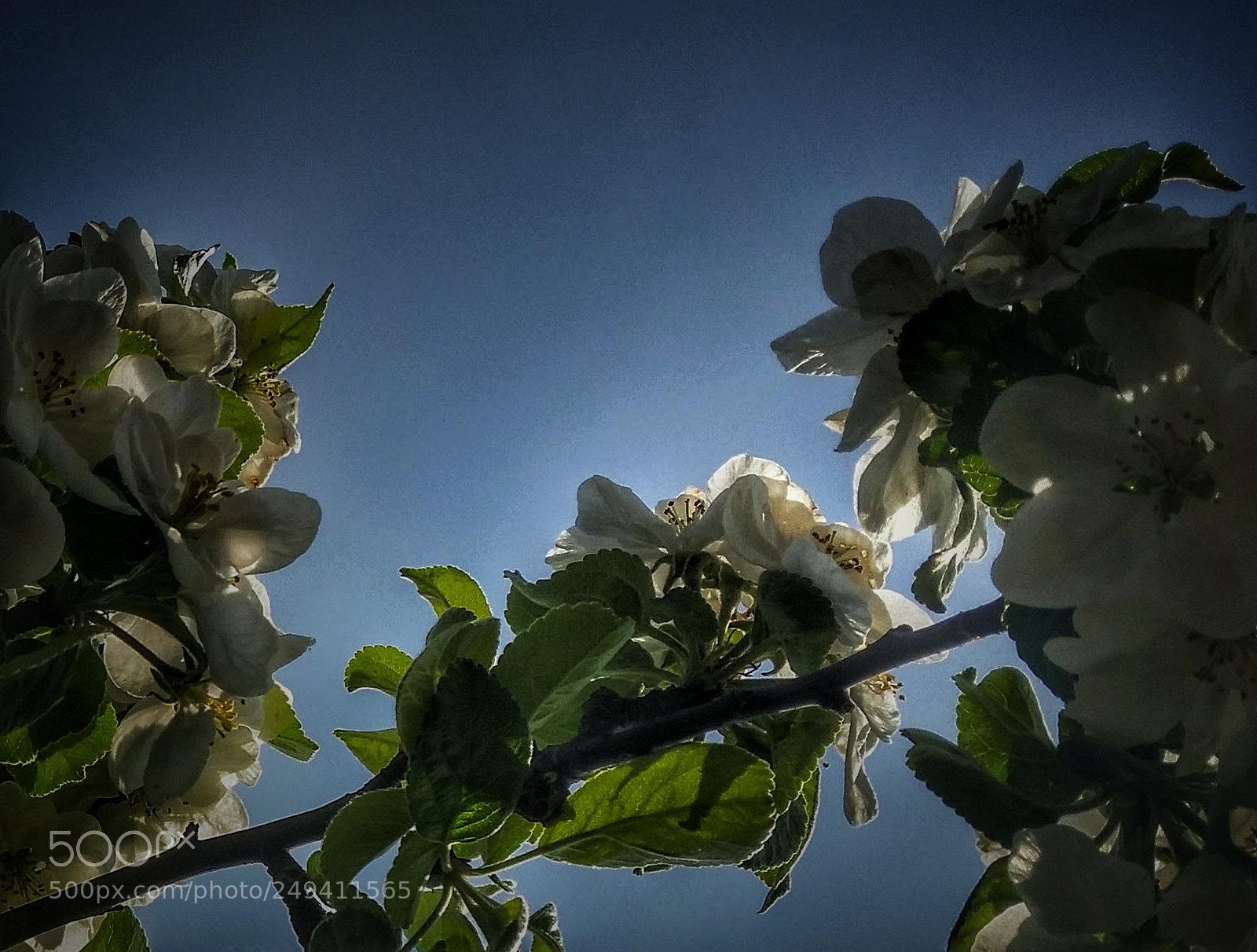 Samsung Galaxy S5 sample photo. Appel flowers photography