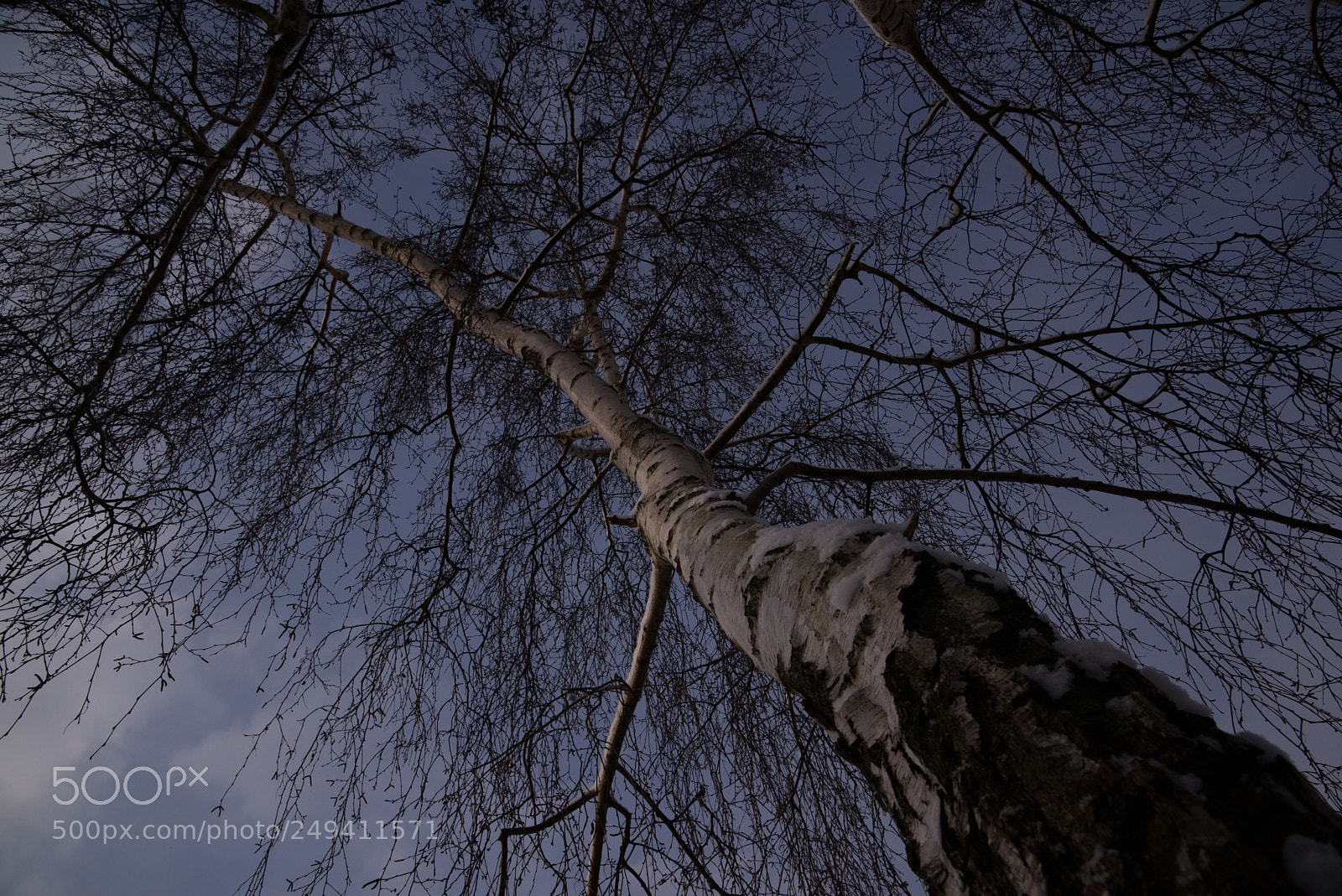 Nikon D810 sample photo. Tree photography