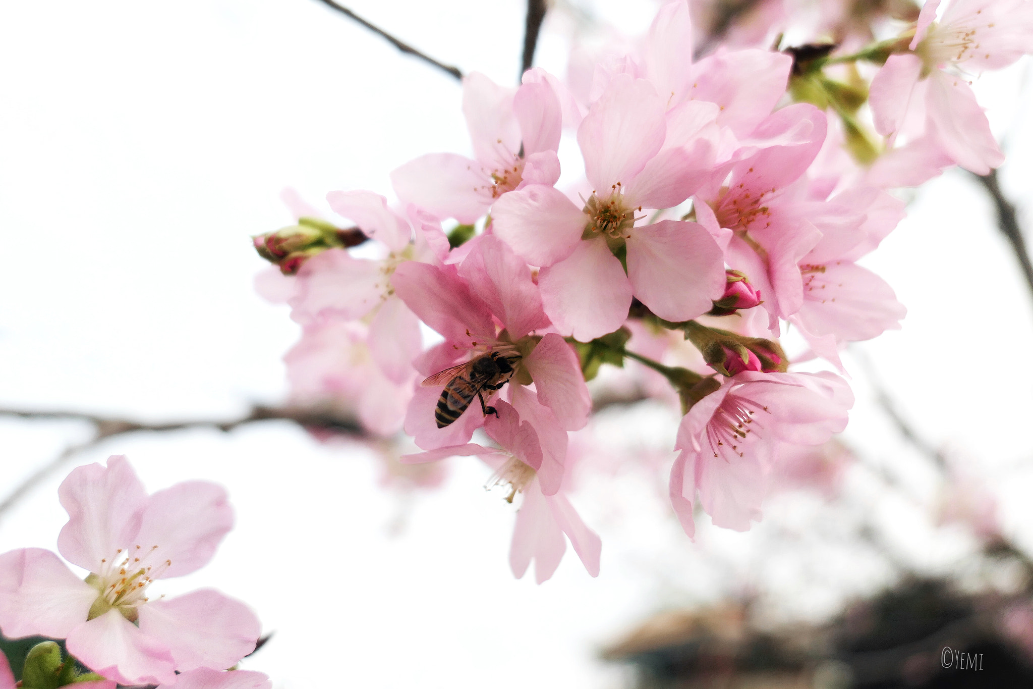 Panasonic Lumix DMC-LX10 (Lumix DMC-LX15) sample photo. Guangzhou baomo garden cherry blossom festival photography