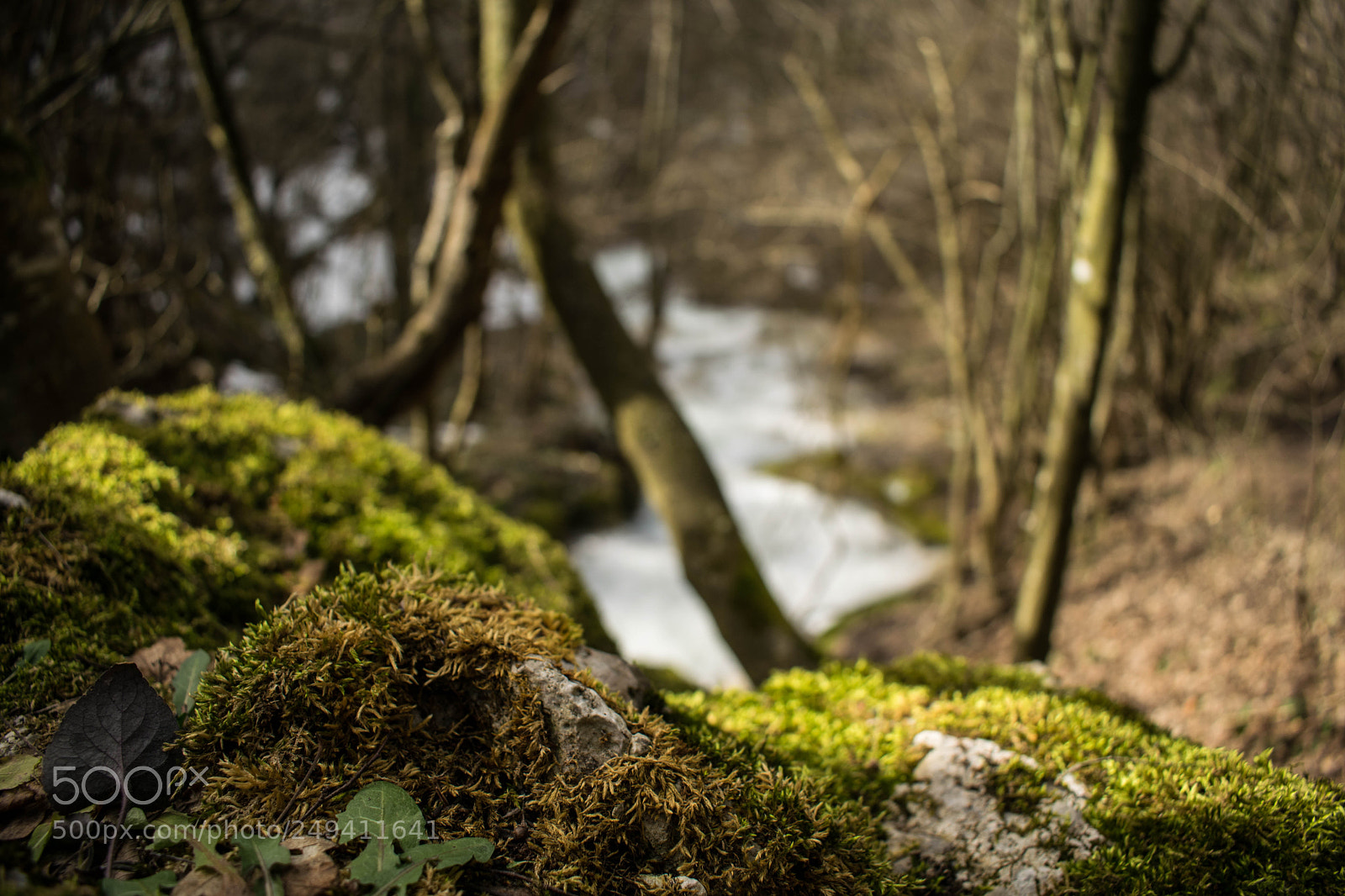 Nikon D3300 sample photo. Moss photography