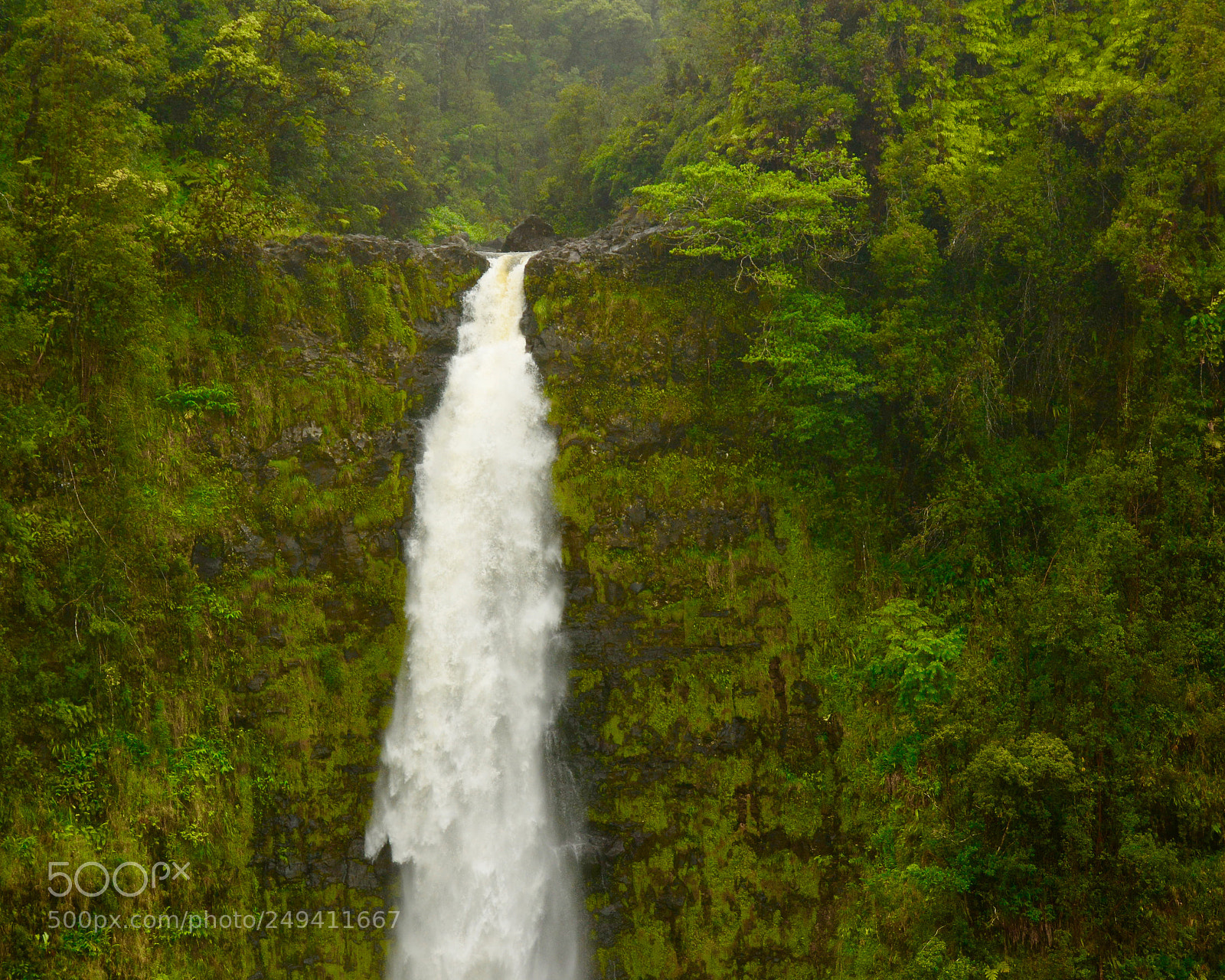 Nikon D7100 sample photo. In the mist photography
