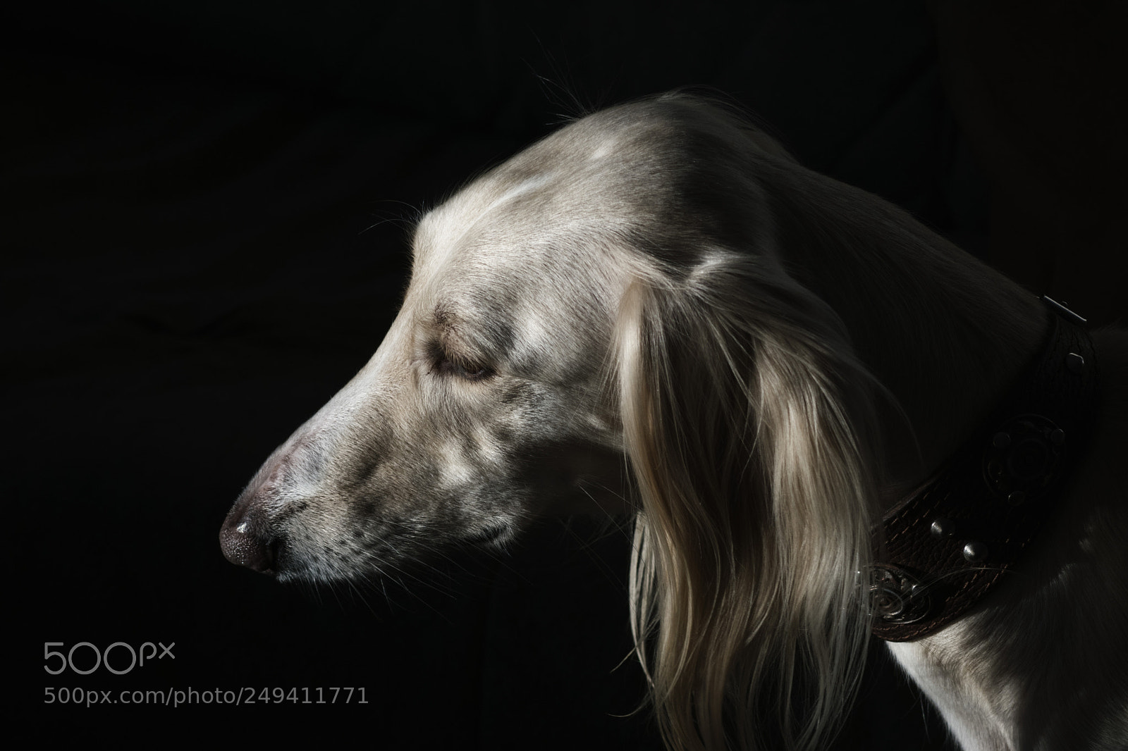 Sony ILCA-77M2 sample photo. Tazy dog "agasha" photography