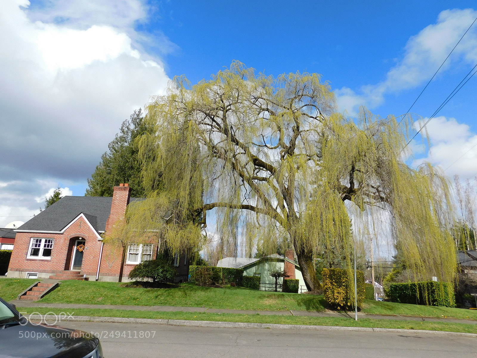 Nikon Coolpix B500 sample photo. A home tree olympia photography