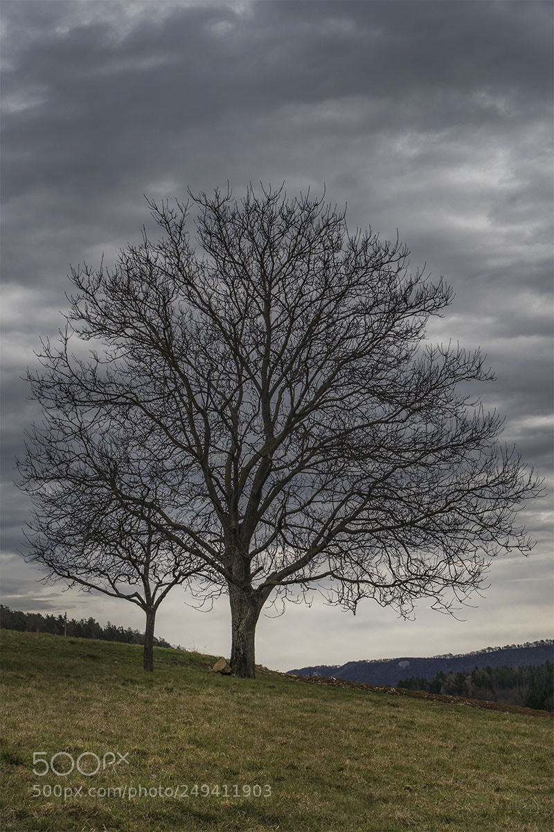 Sony a6300 sample photo. Eningen ua 110318-005 photography