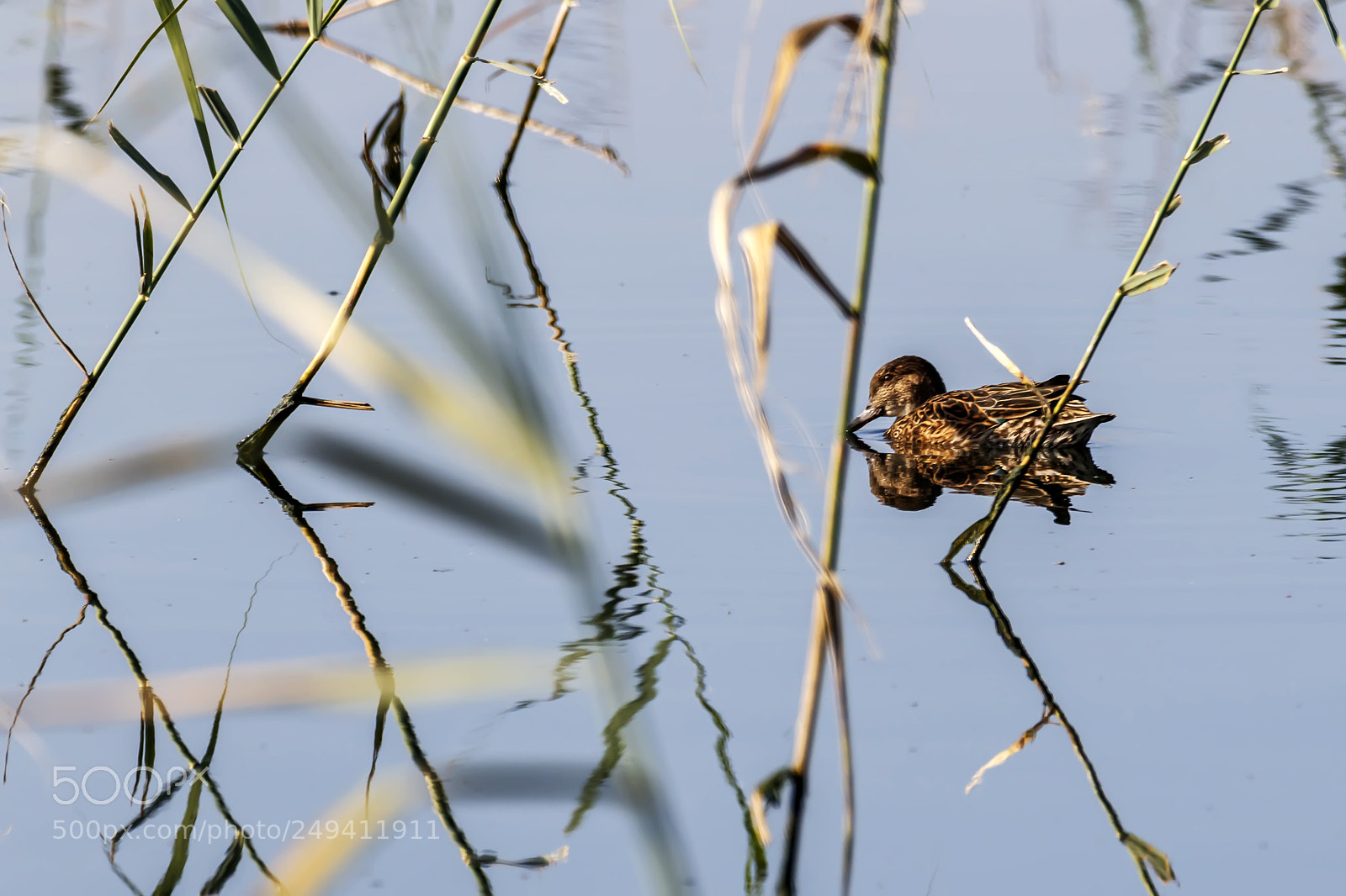 Canon EOS 80D sample photo. Brown duck floating on photography