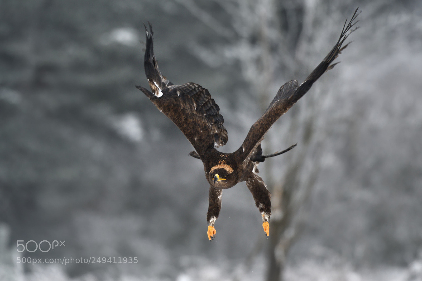 Nikon D500 sample photo. Steppe eagle photography