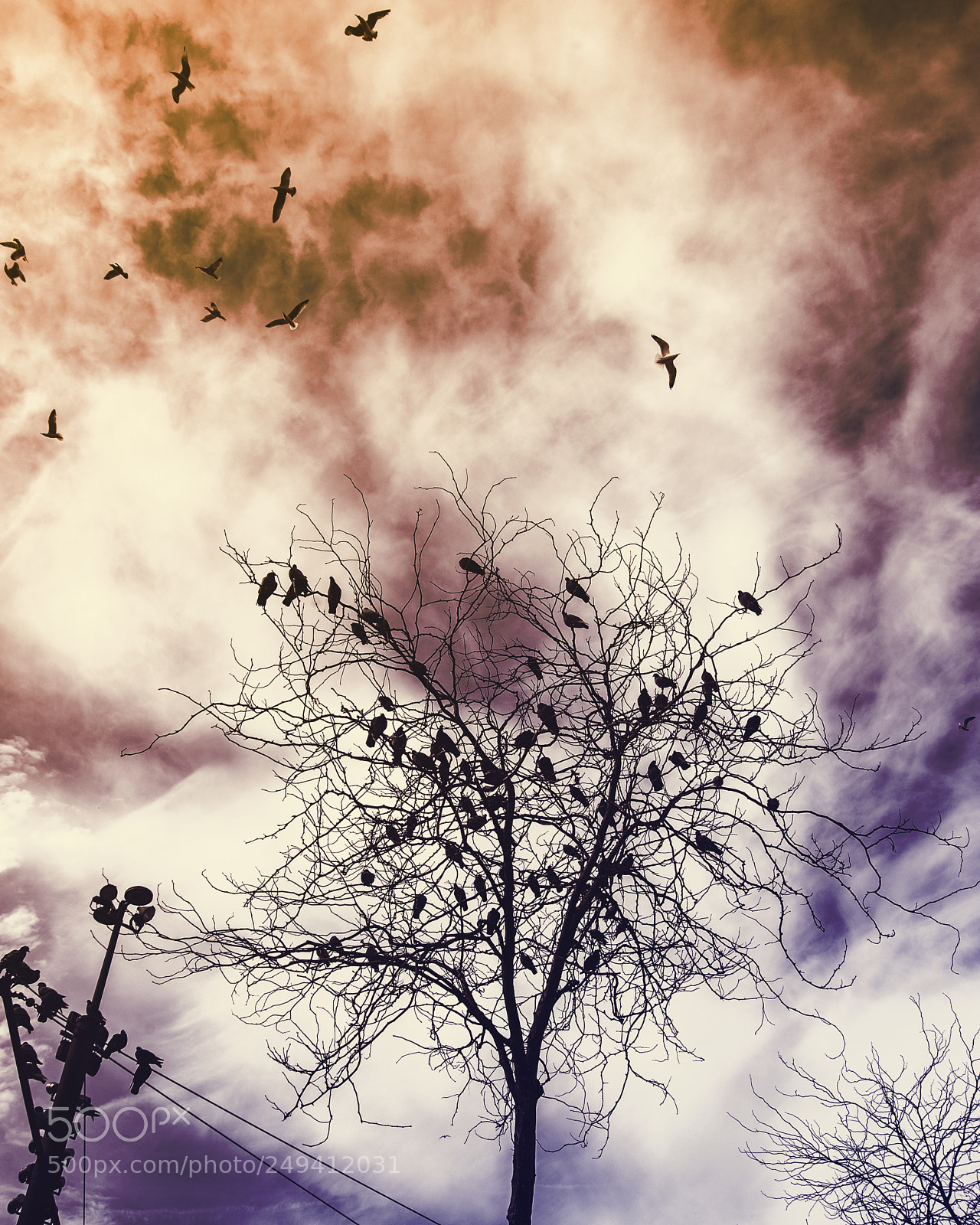 Nikon D700 sample photo. Birds i view photography