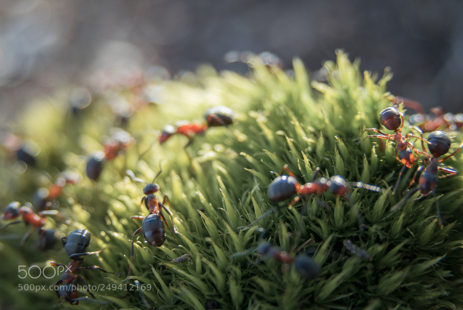 Nikon D3300 sample photo. Wild ants photography